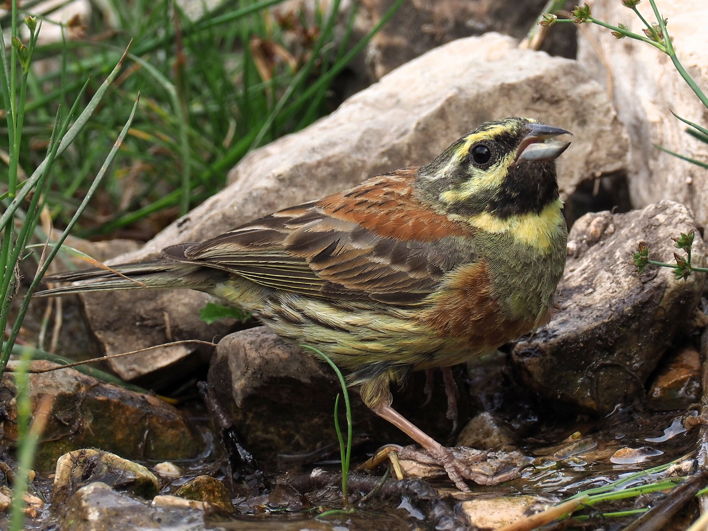 Cirl bunting