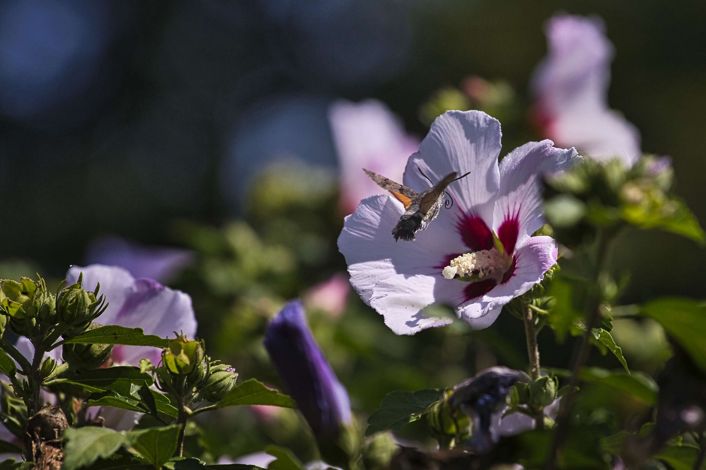 Piccola Sfinge Volante