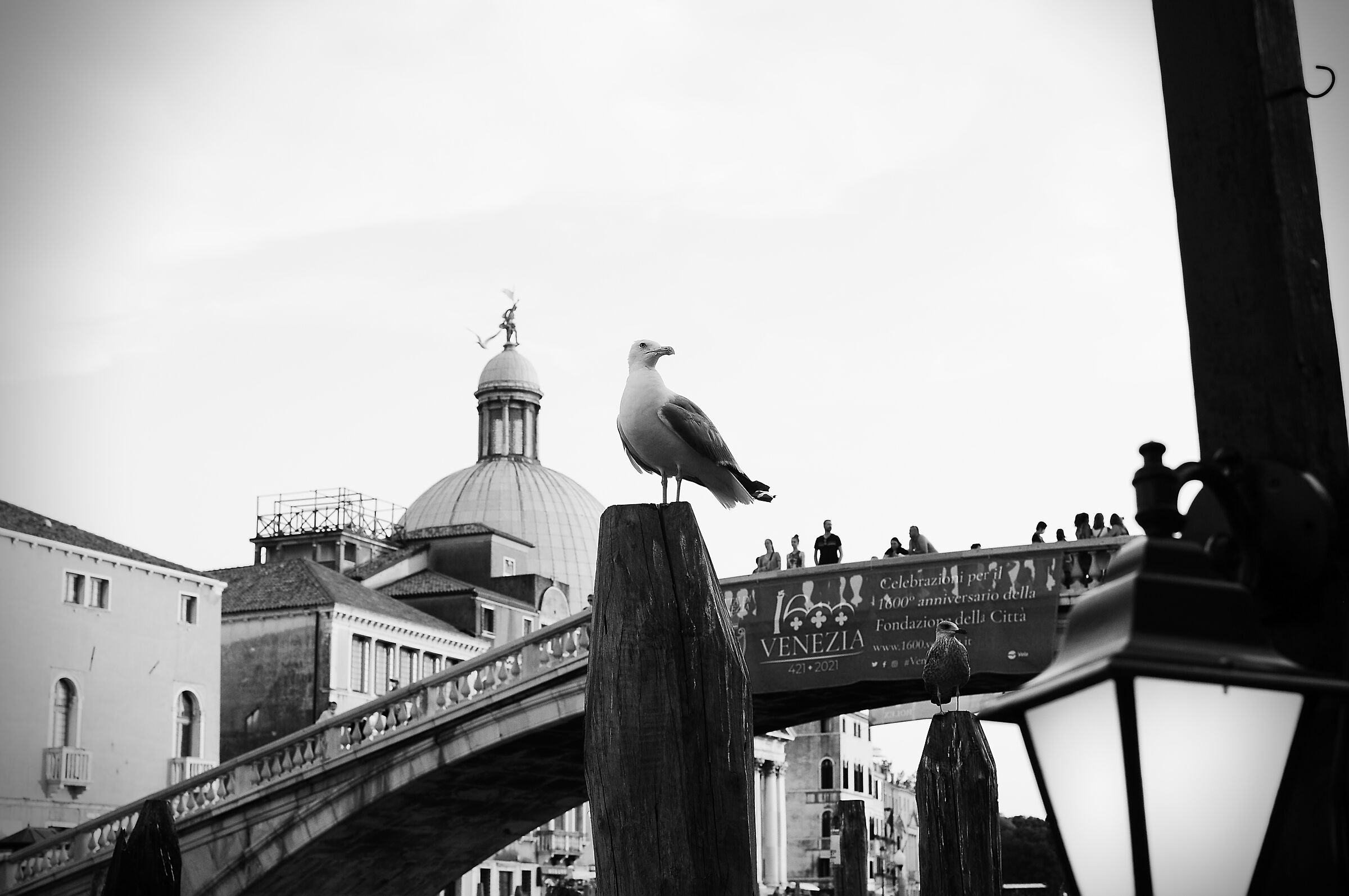 Il gabbiano veneziano