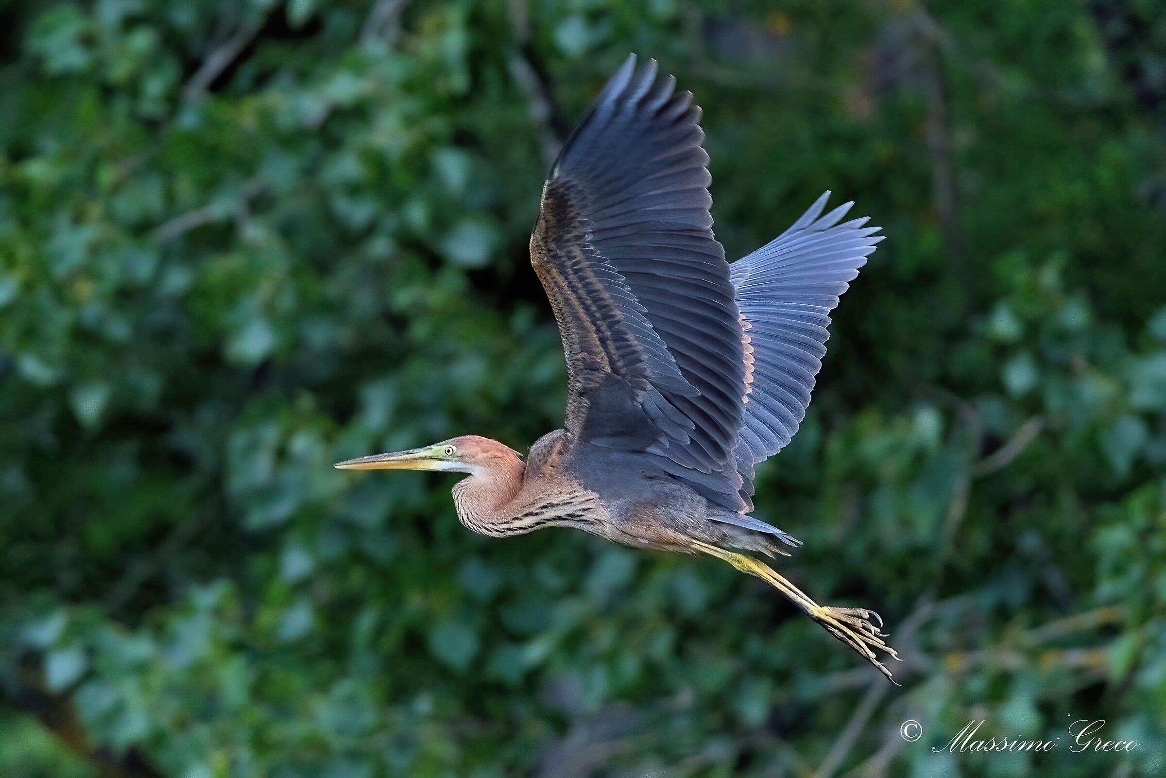 Airone rosso (Ardea purpurea)