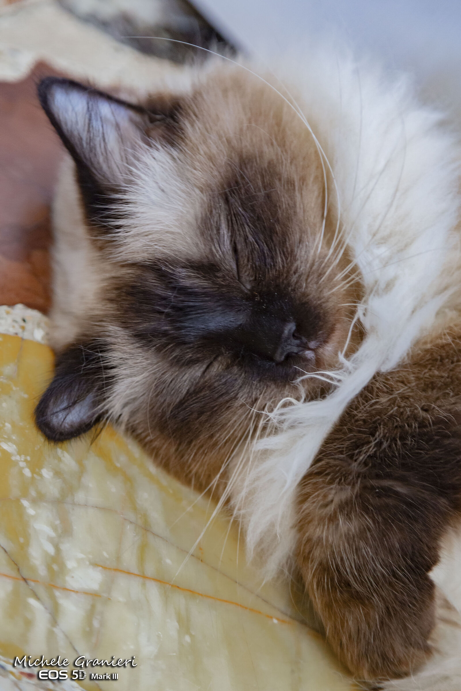 Riposino pomeridiano