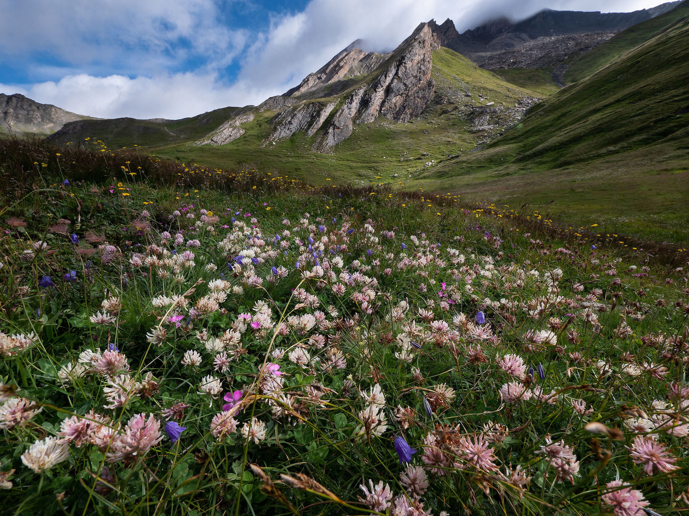 Fioriture al colle dell' Agnello.