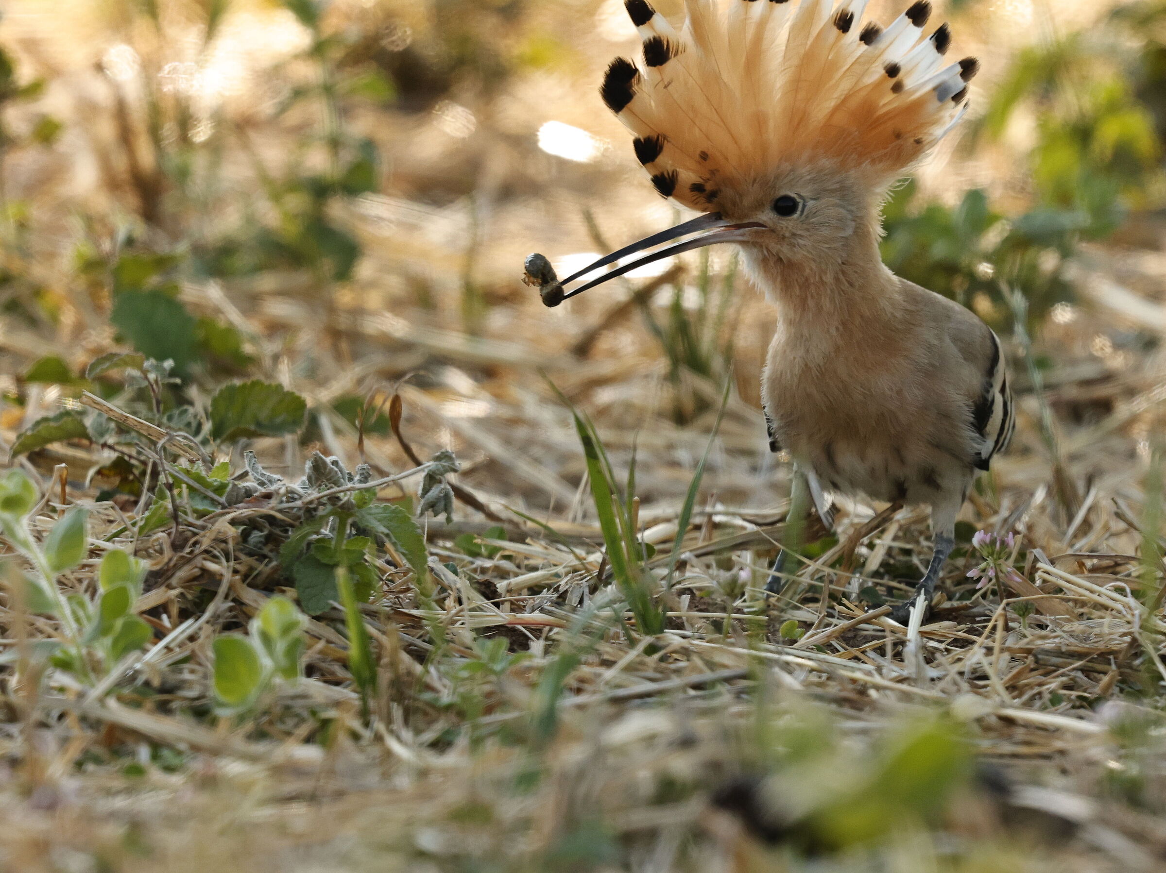 Hoopoe