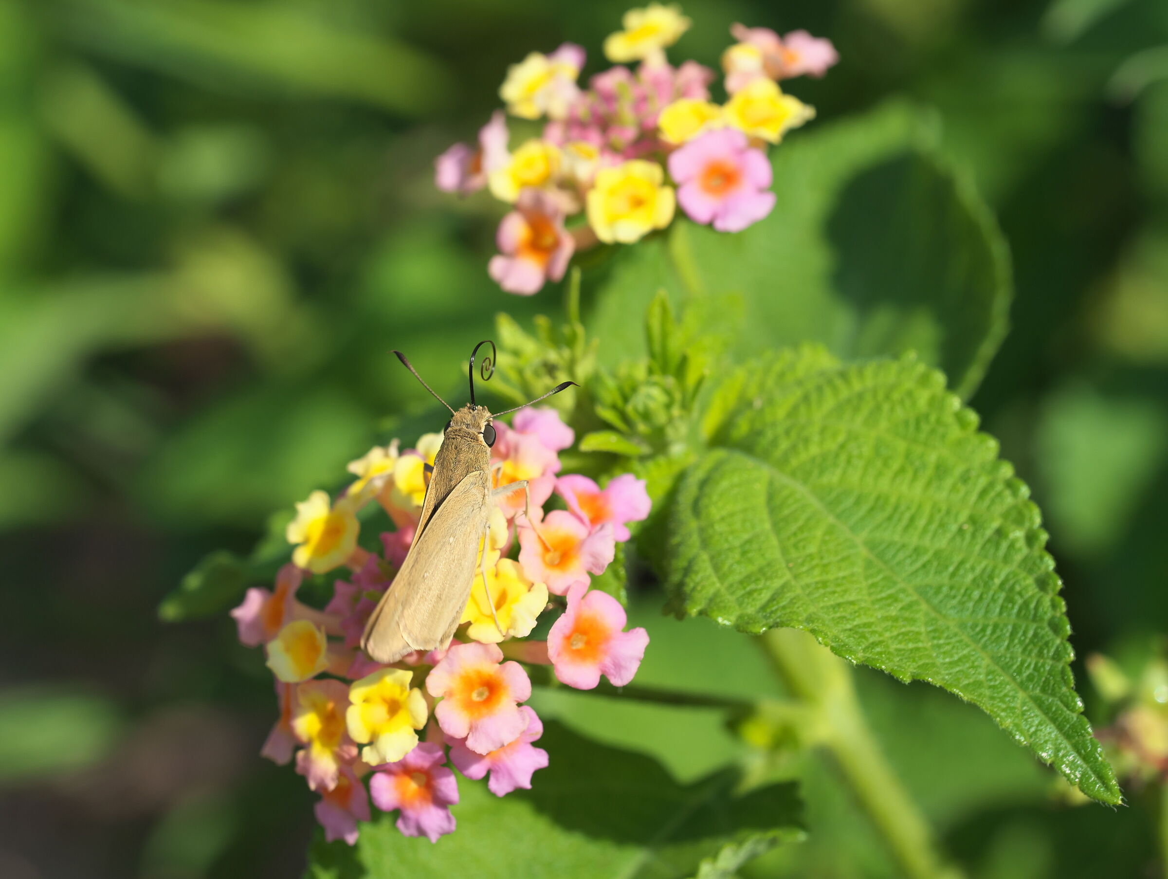 Proboscide di Butterfly
