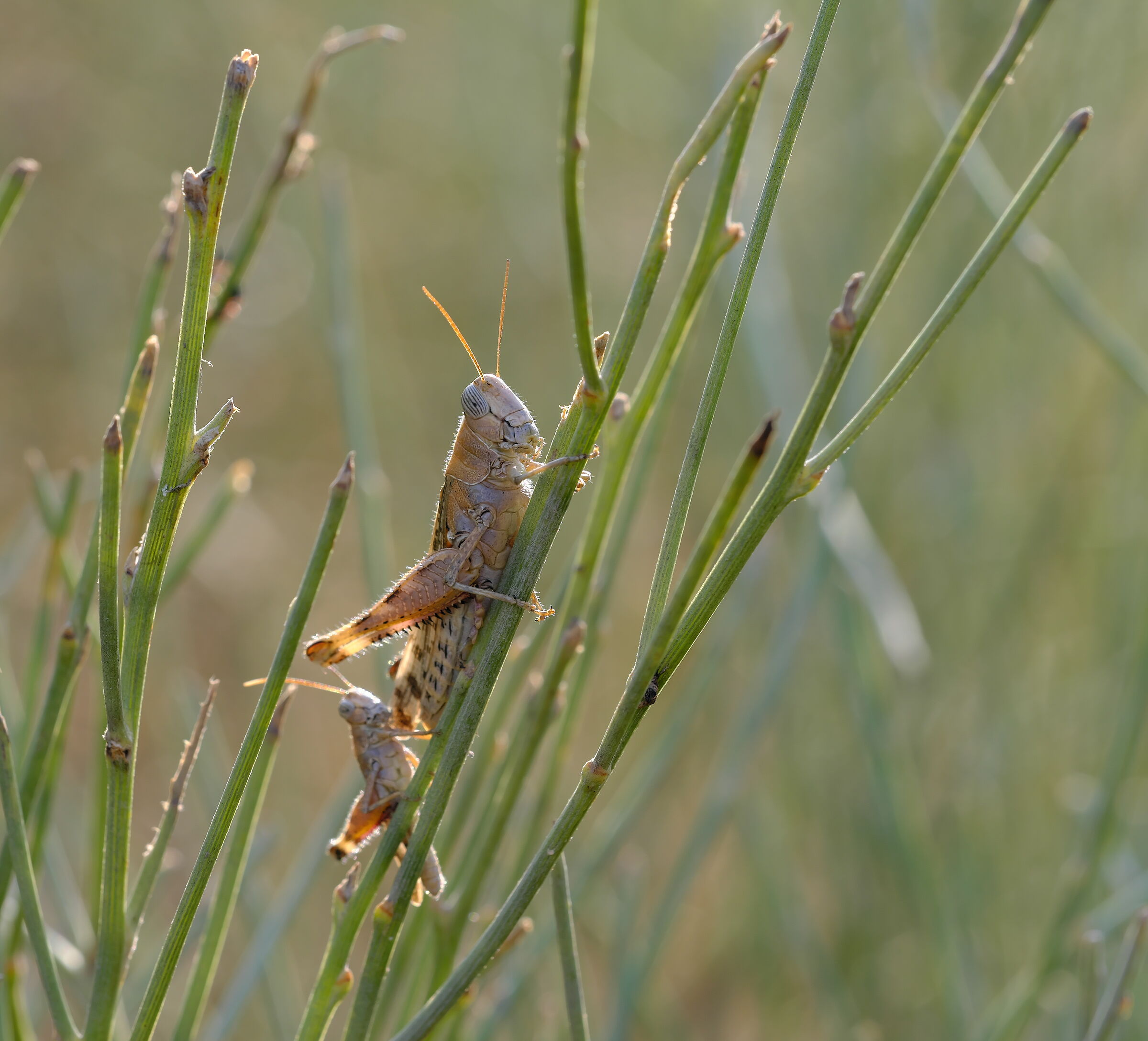 Cavallette retroilluminata