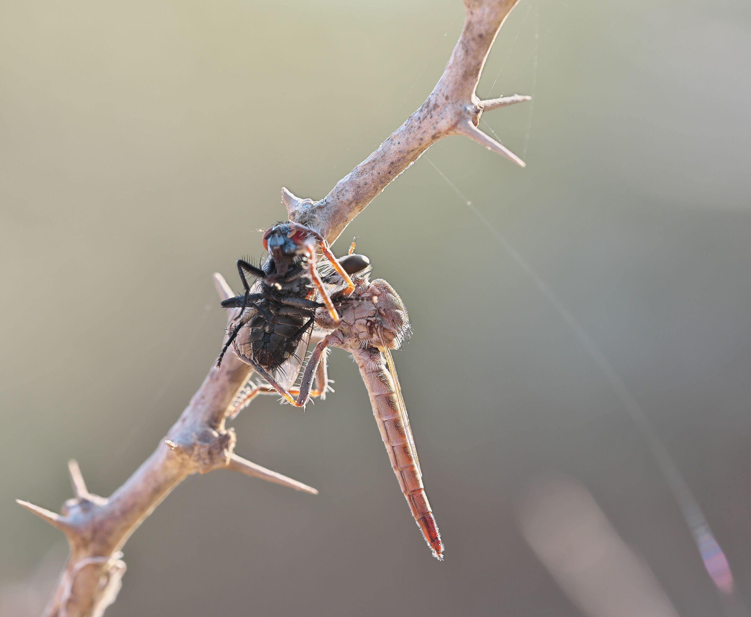 Rapinatore vola a banchettare