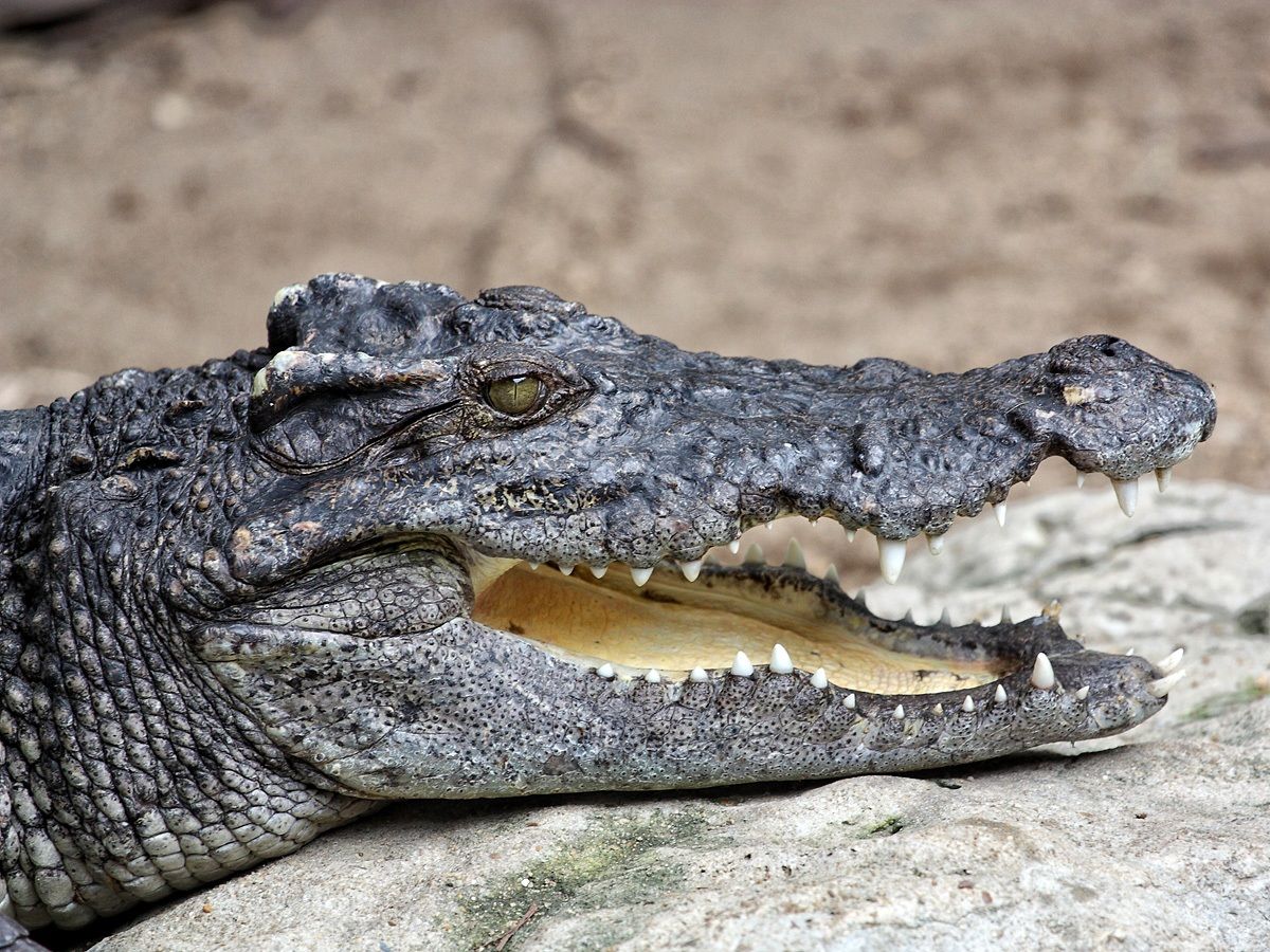 Crocodile