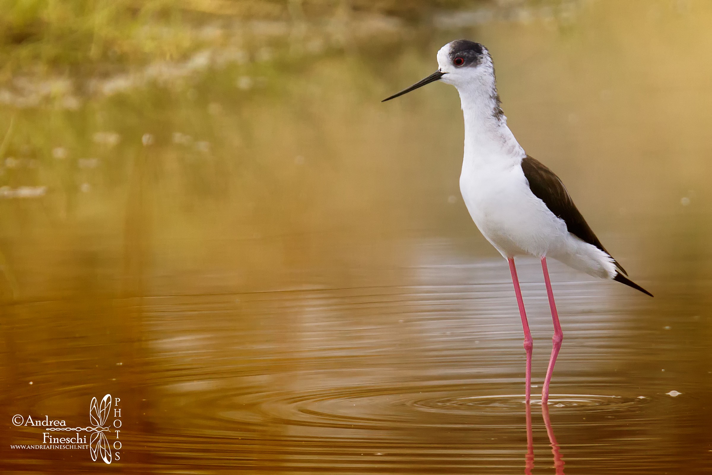 Primi cavalieri d'Italia del 2013