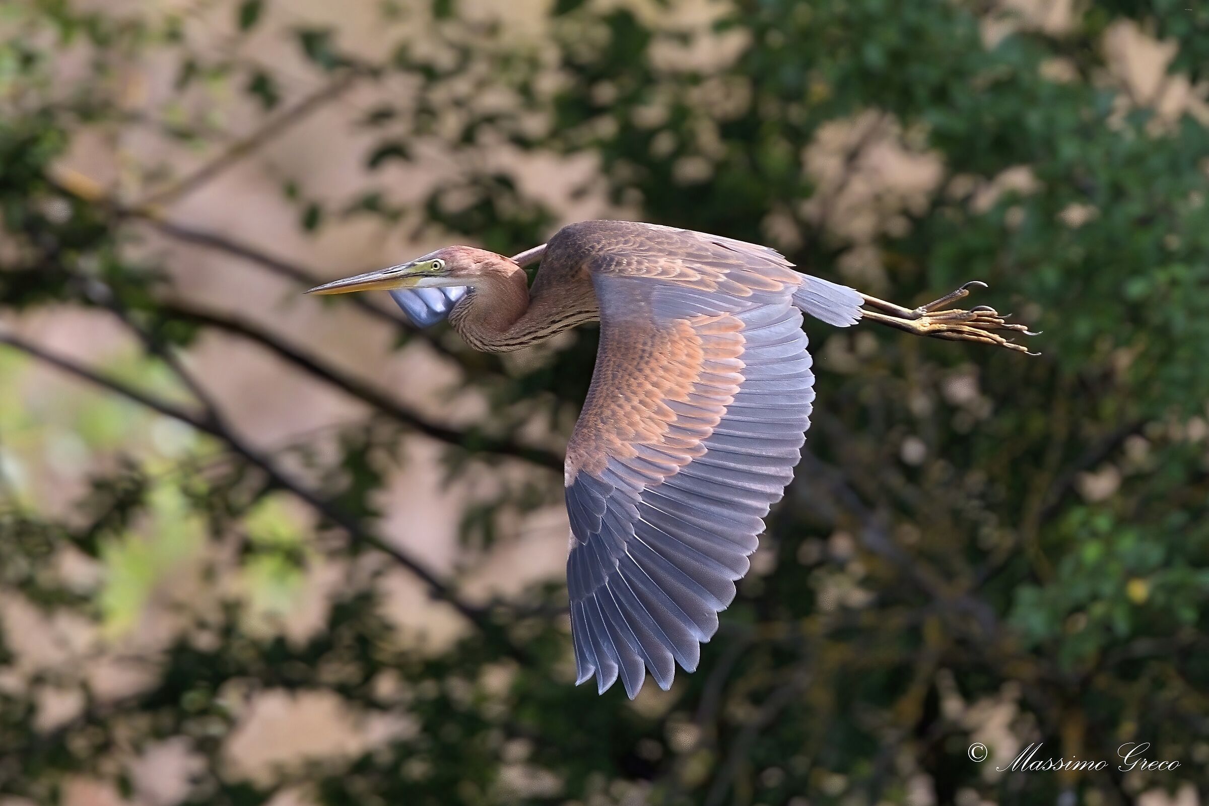 Airone rosso (Ardea purpurea)