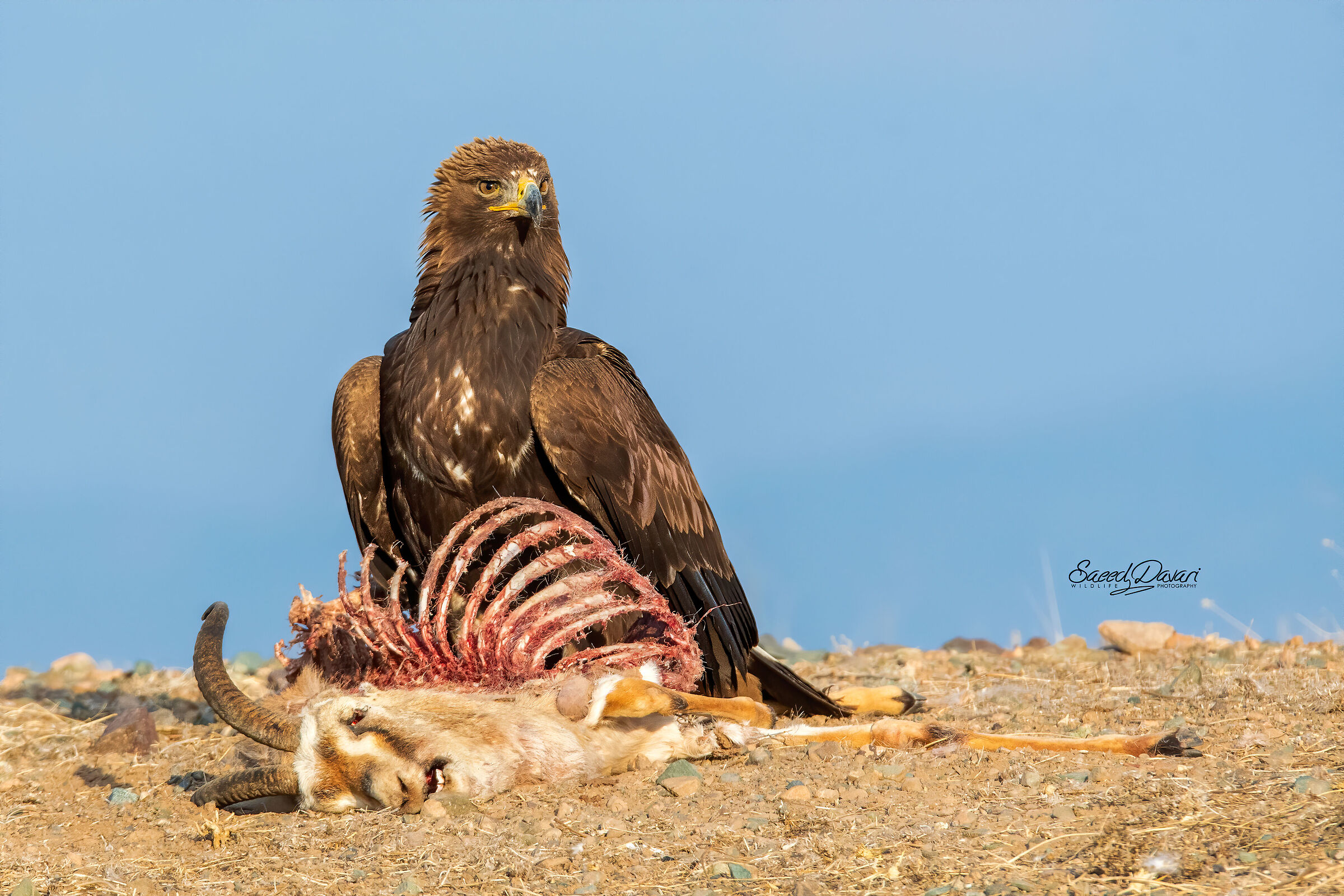 Nikon d500 &SIGMA150_600S, 1/1600 ?f:8 isoo1250