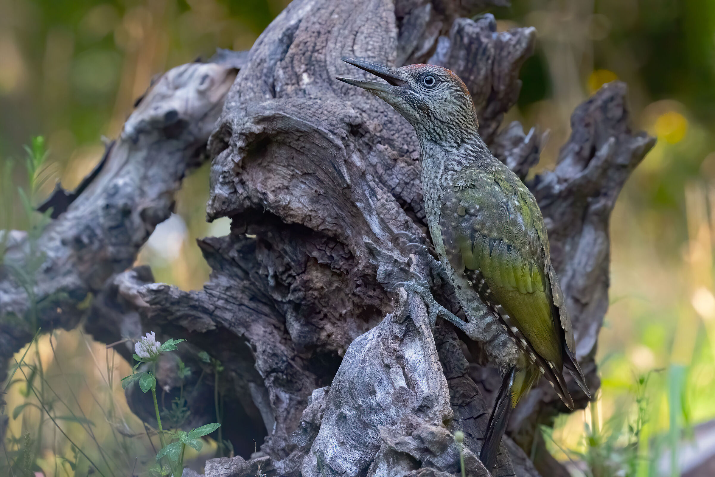 Il mimetismo del Picchio verde juv.