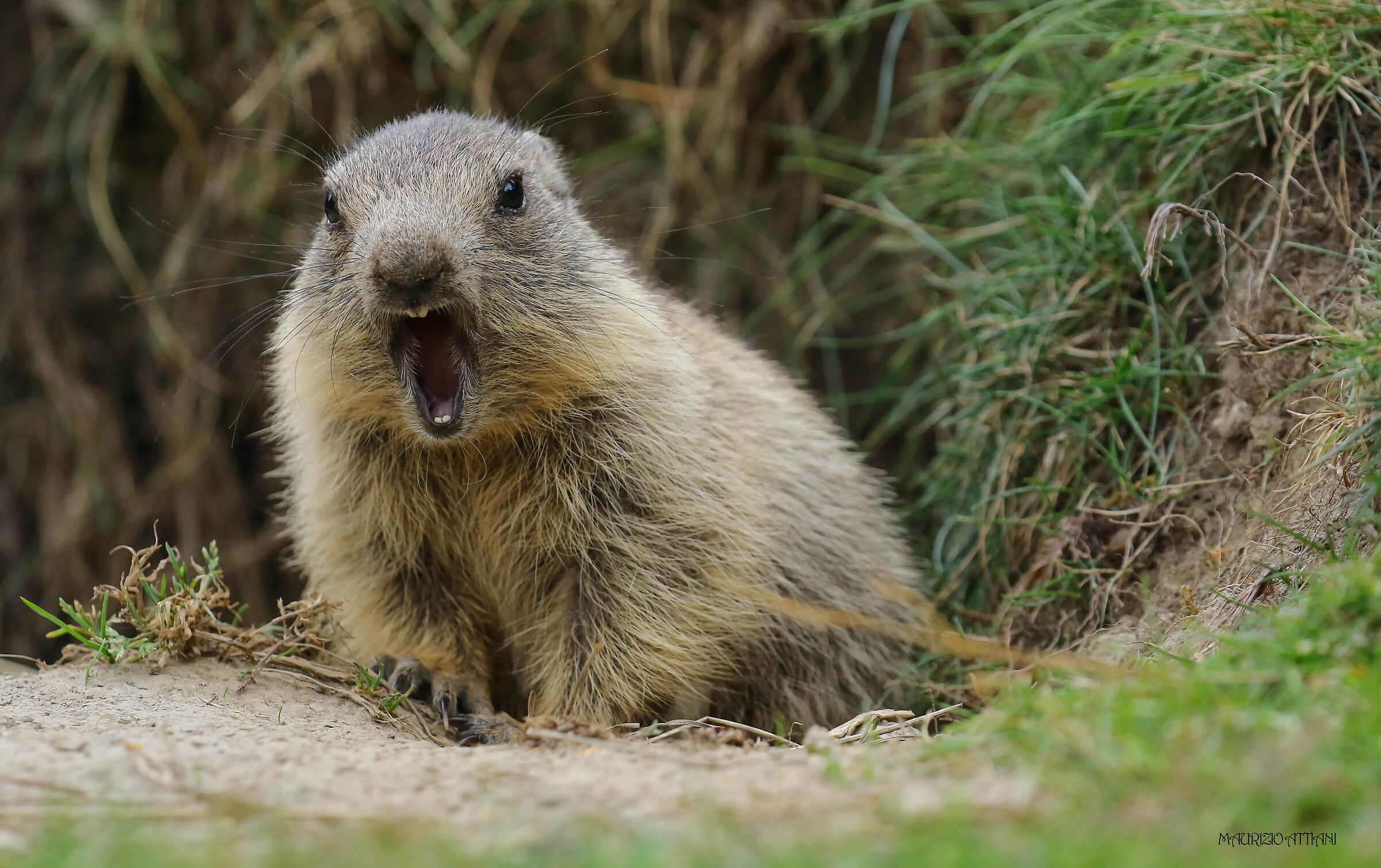 Cucù......haaaaa.....