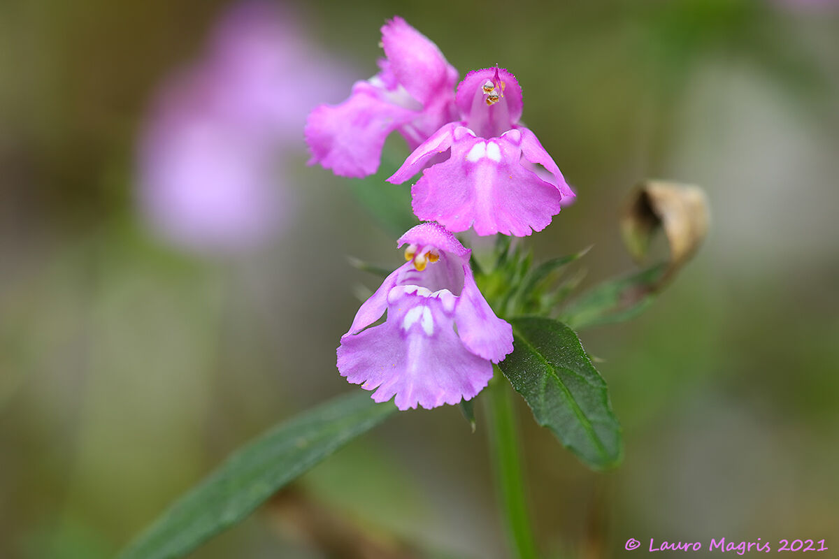 Canapetta a foglie strette