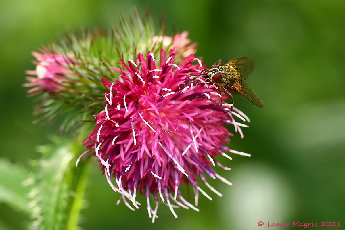 Cardo personata with guest