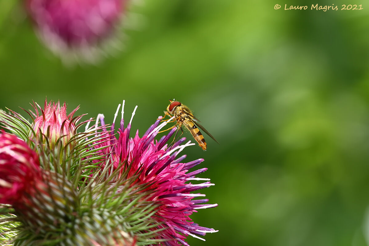 Cardo personata con insetto