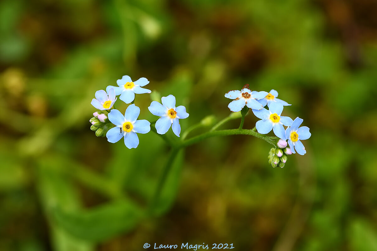 Non ti scordar di me delle paludi