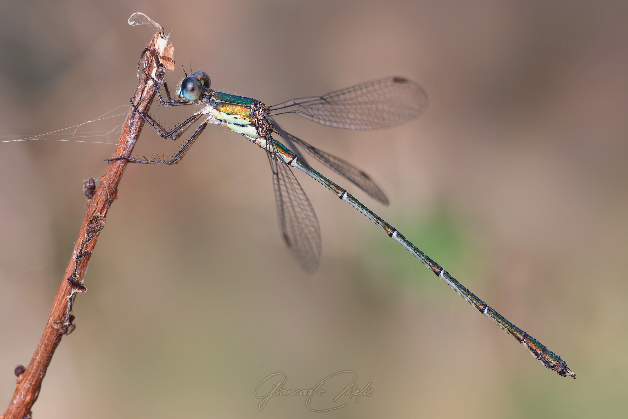Damsel
