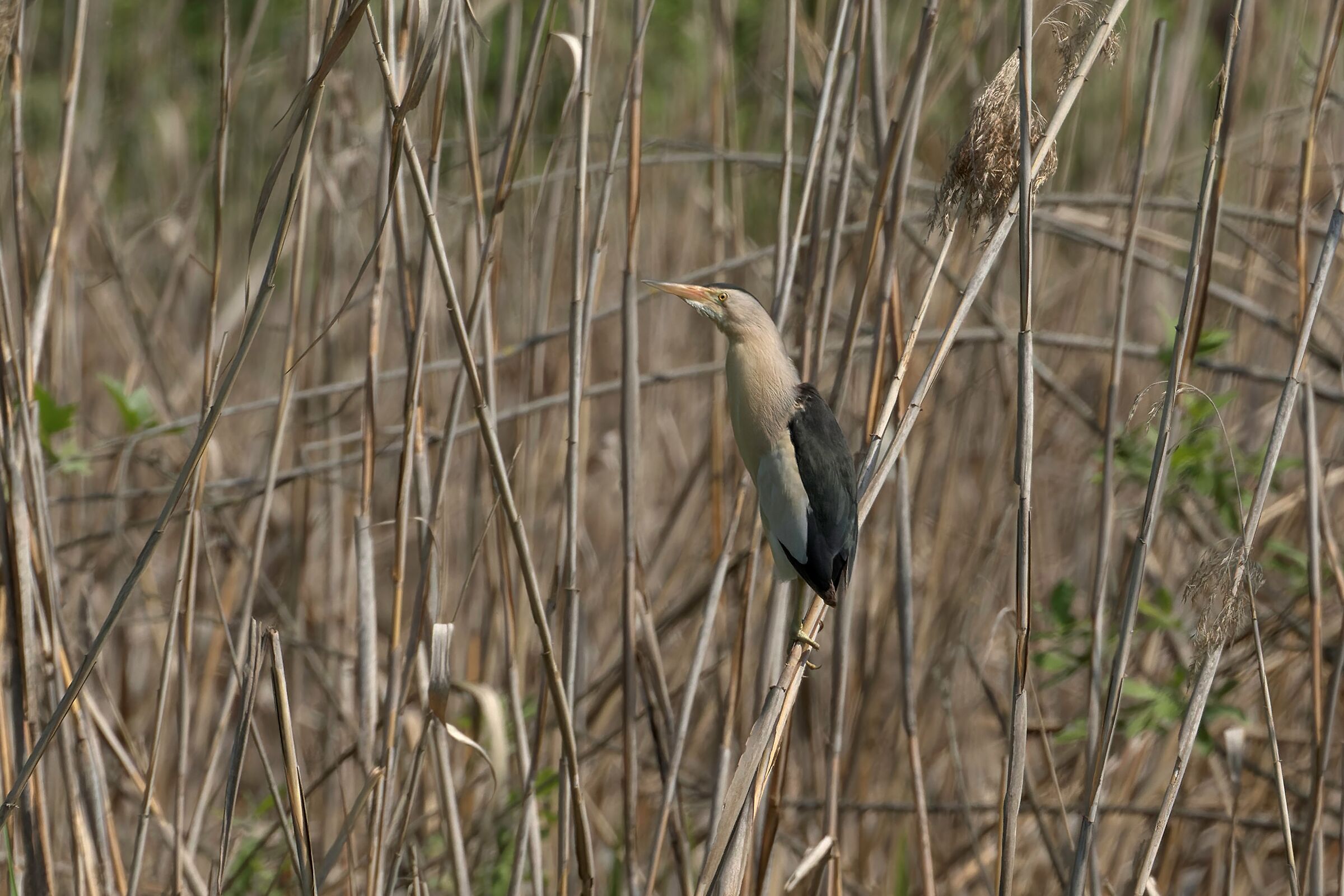 Little bittern