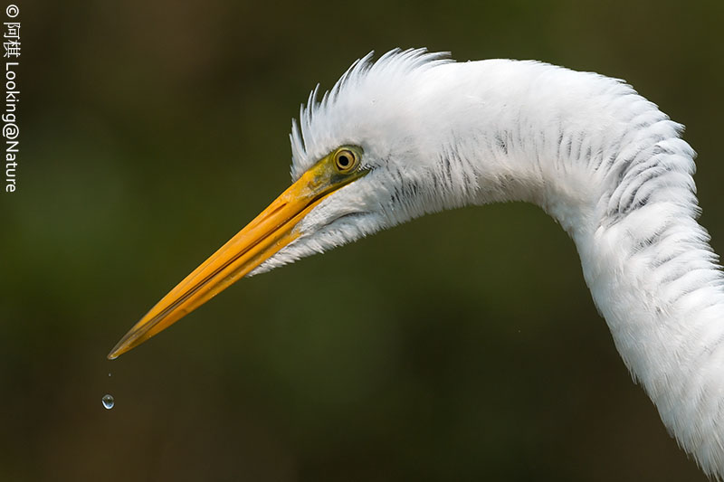 Airone bianco maggiore