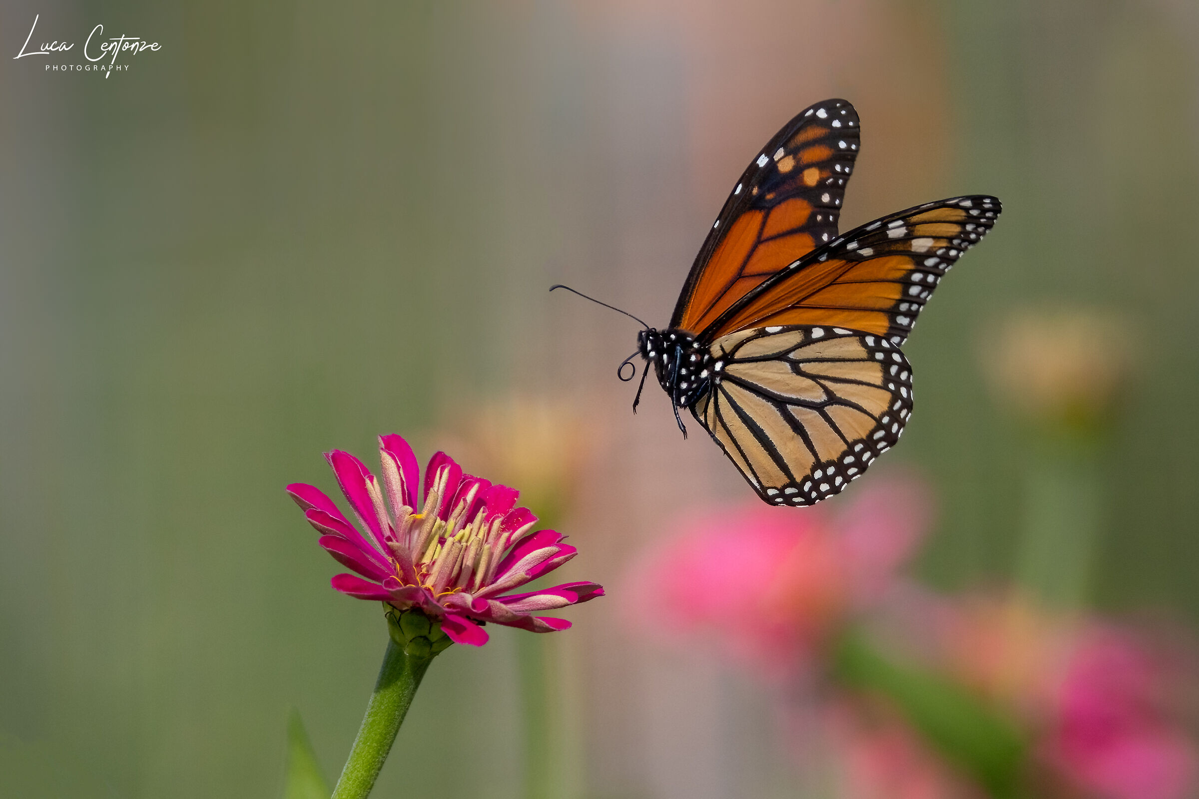 Soft landing.. (Edit #1)