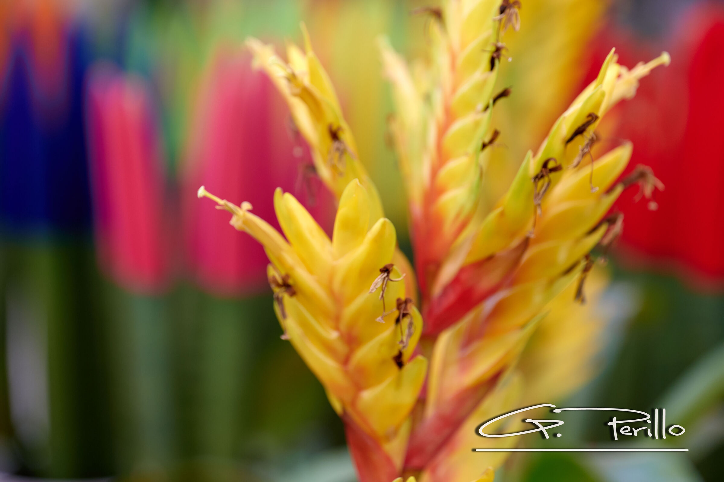 Summer colors in the Tammaro nursery...