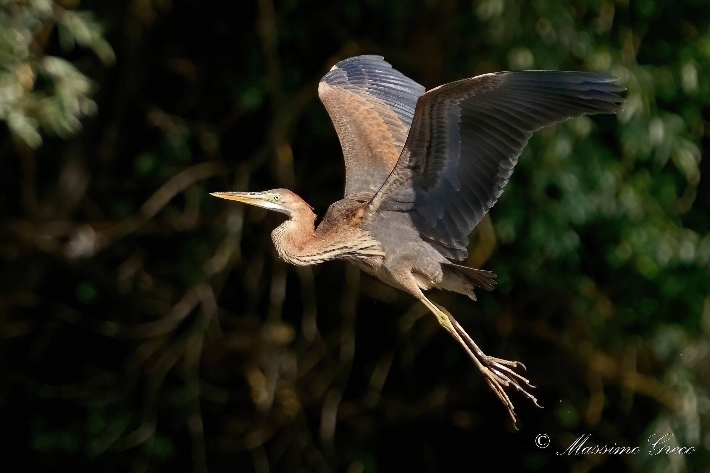Airone rosso (Ardea purpurea)