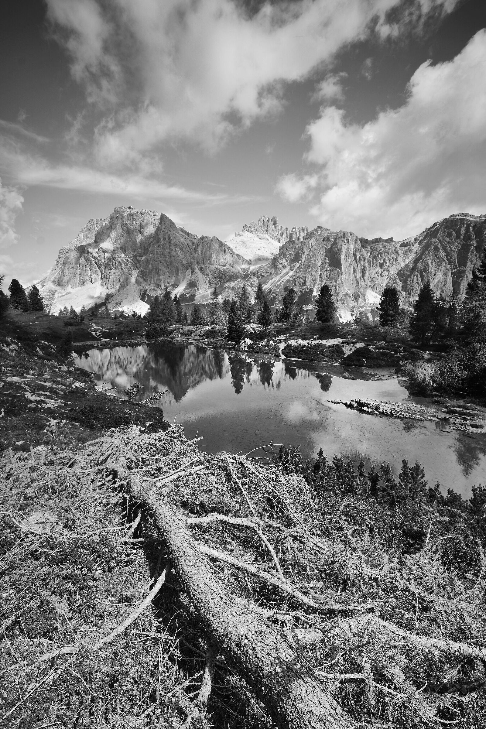 Limedes in Biancoenero 2