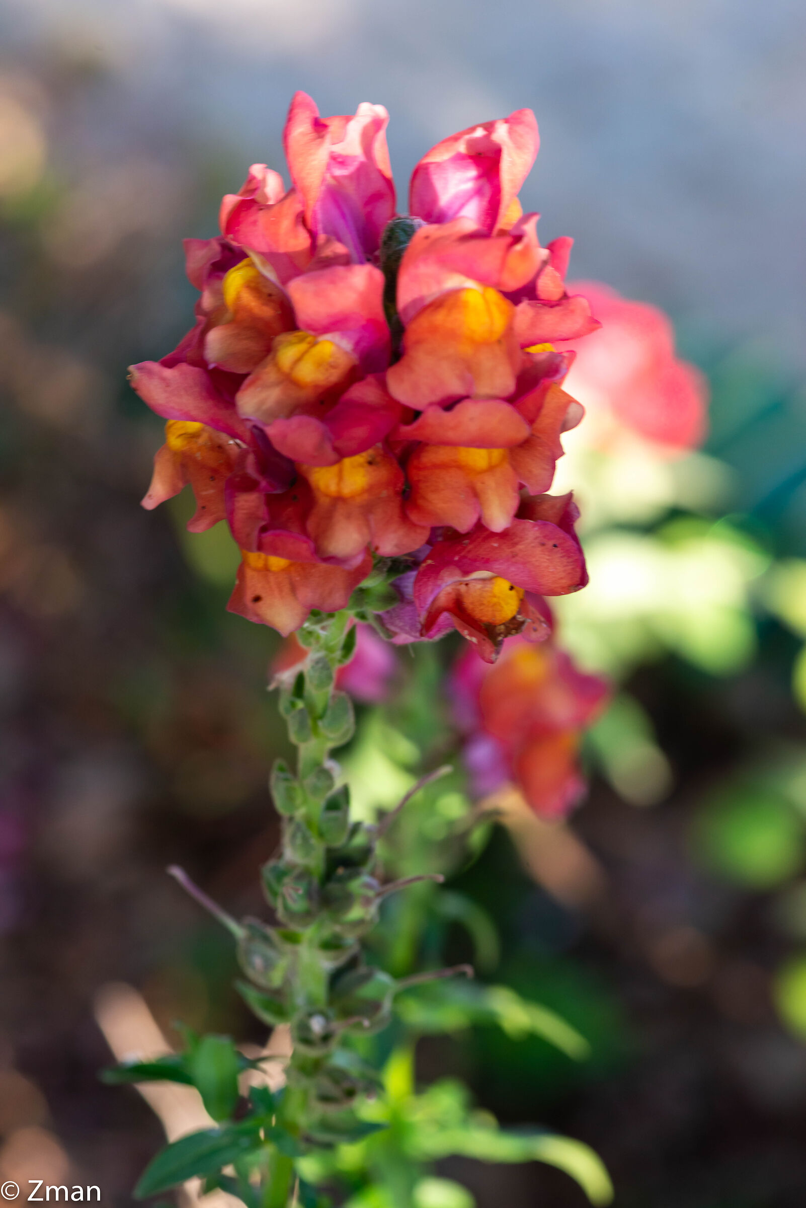 Fiore snapdragon