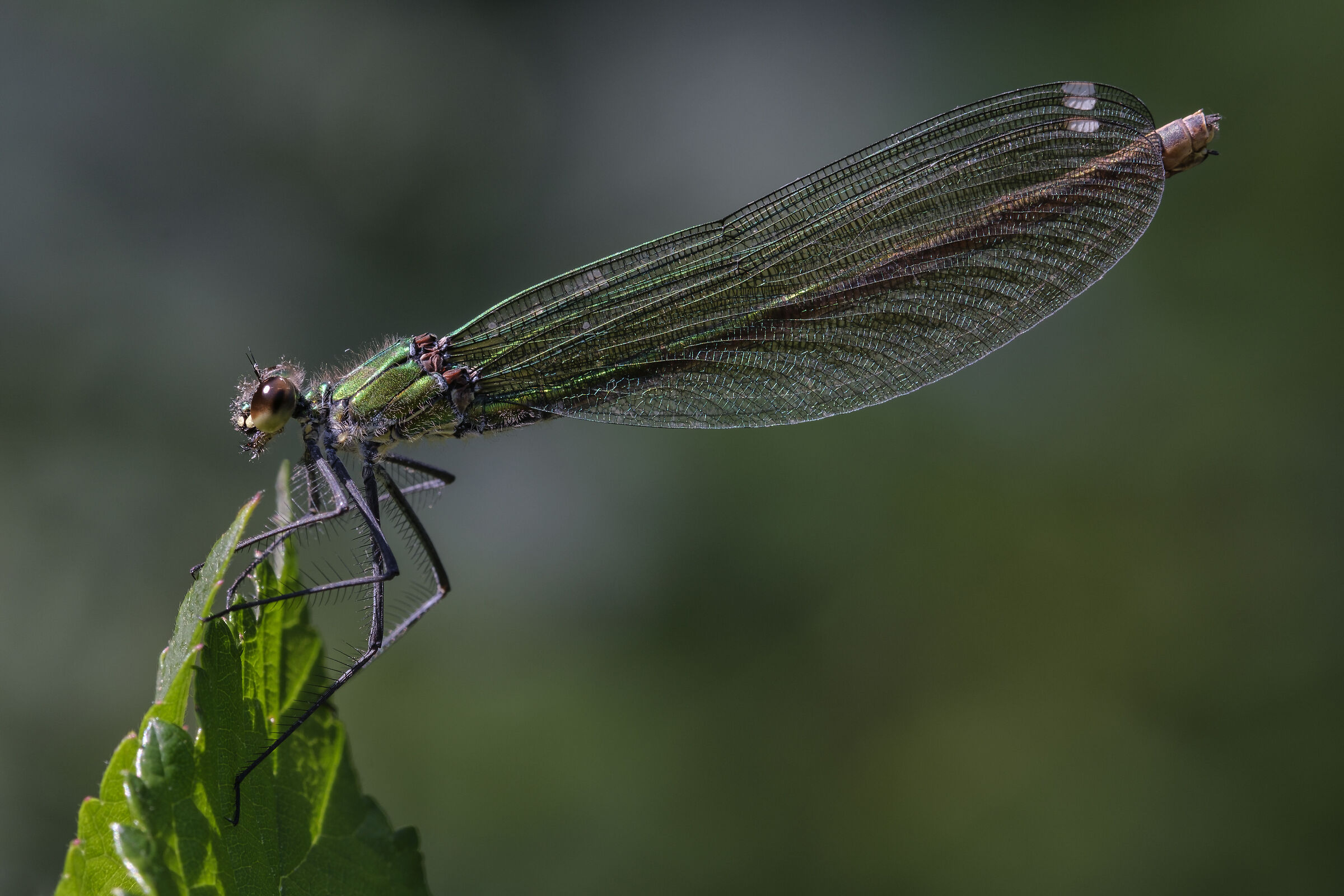 Calopteryx splendens