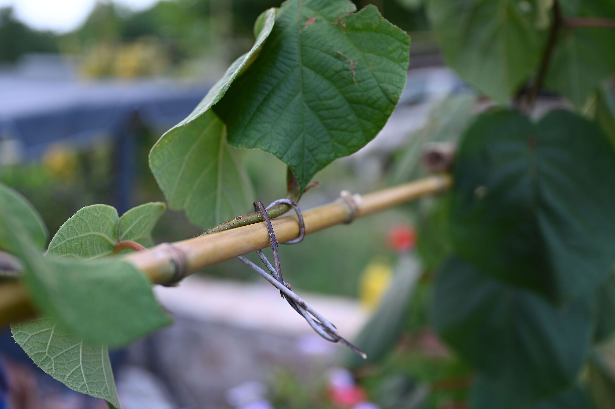 Traditional ligature