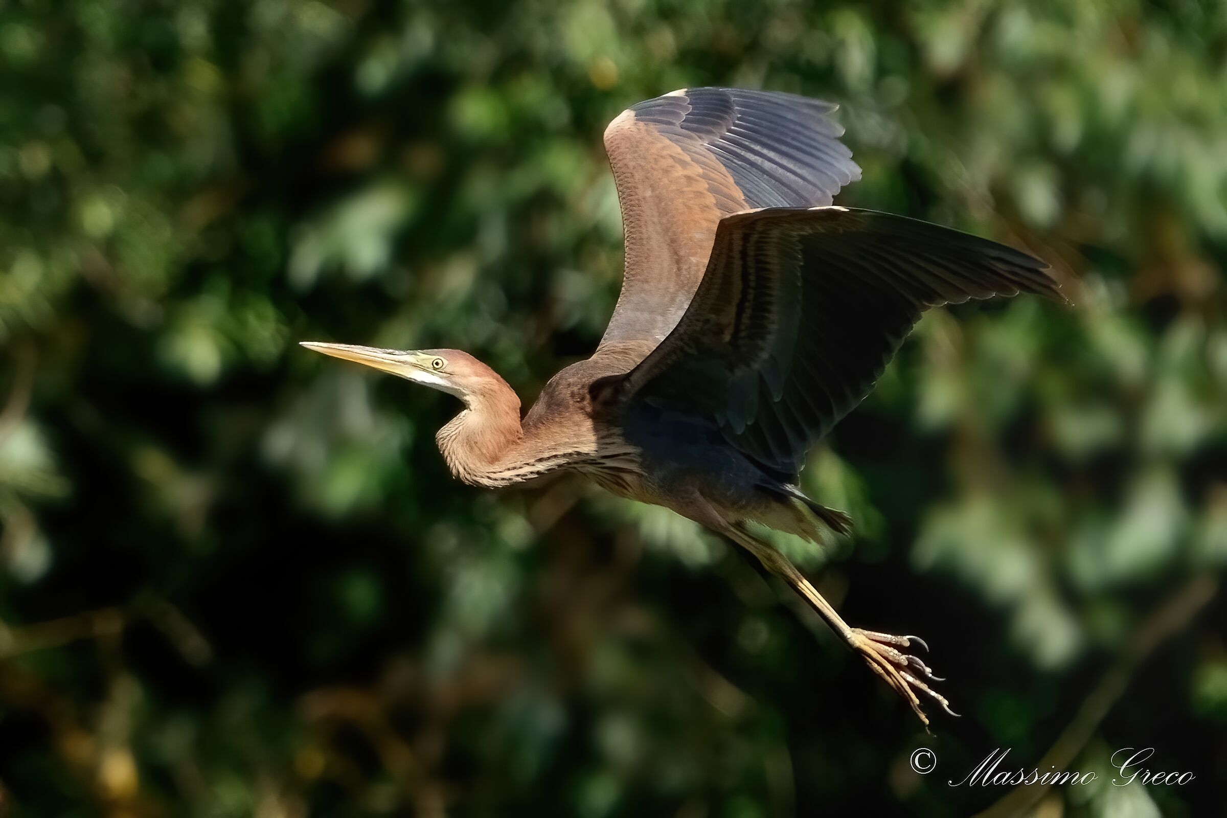 Airone rosso (Ardea purpurea)
