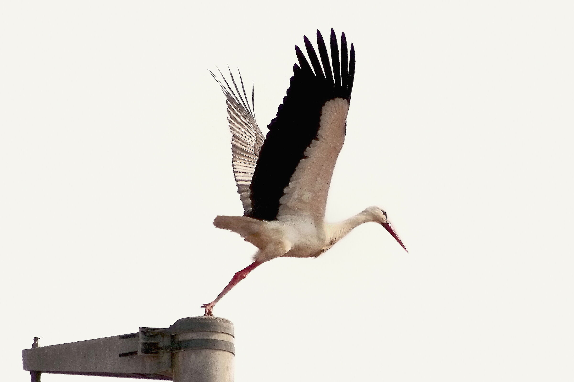 L'immensa Federica all'ultimo "pronti... via&qu...