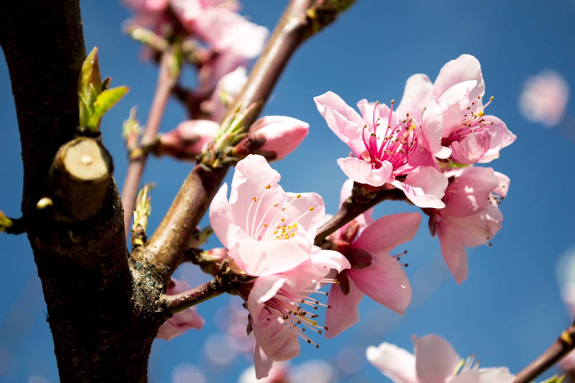 Fiori rosa, fiori di pesco...
