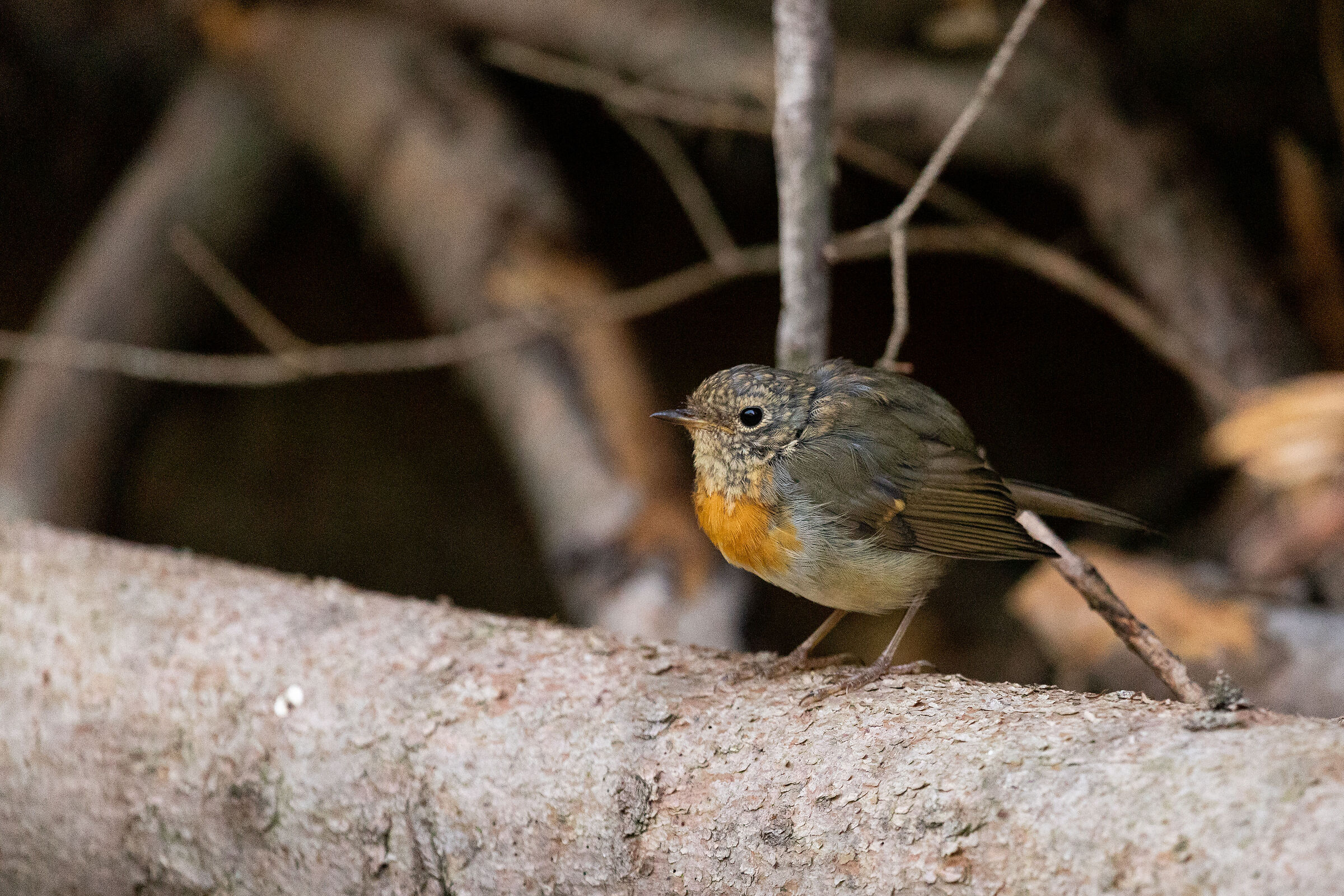 Il pettirosso solitario