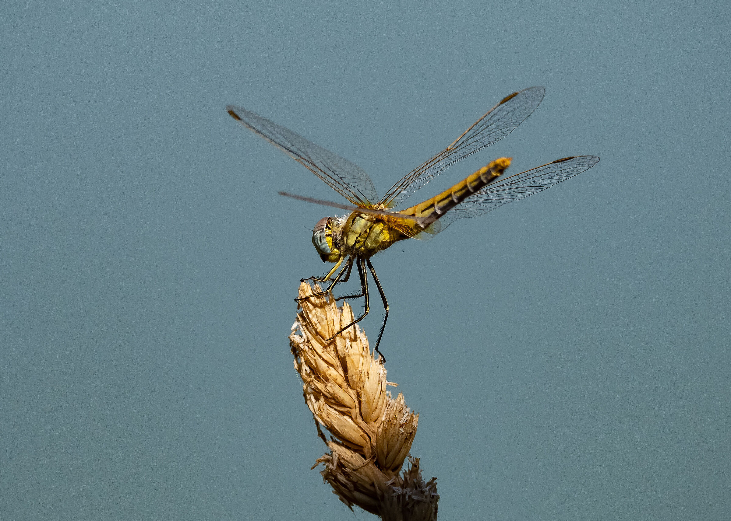 Dragonfly