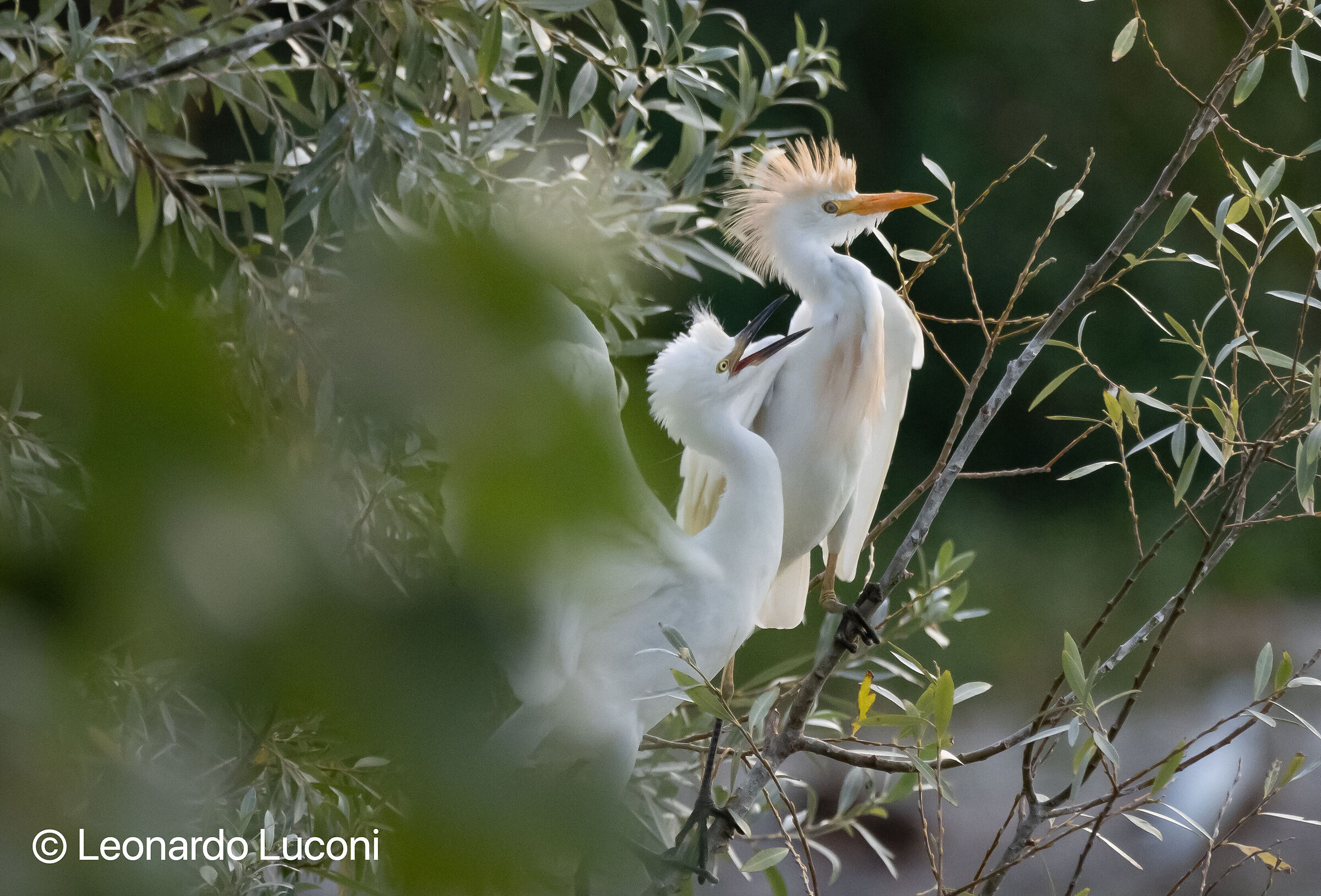 Cattle egret