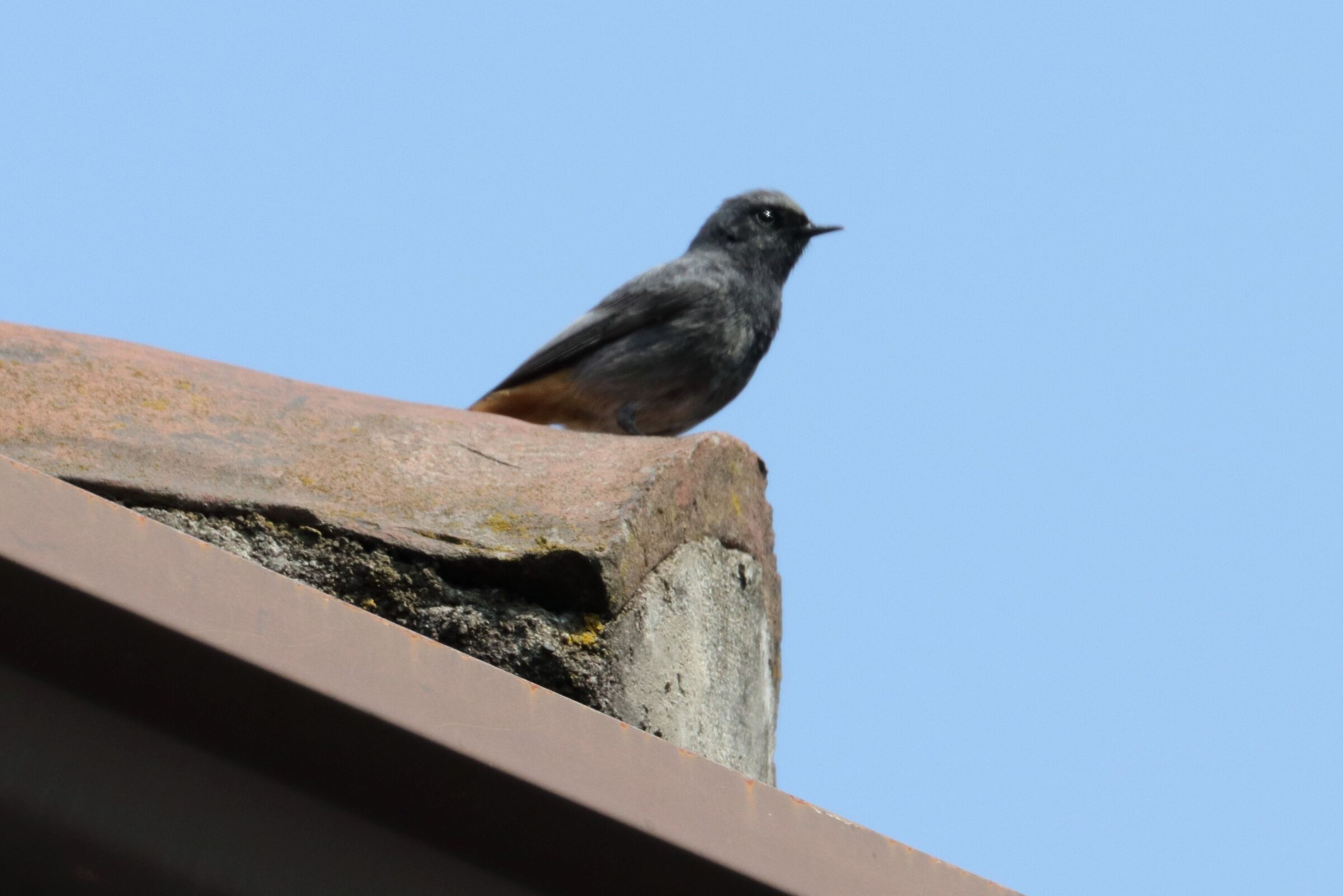 redstart