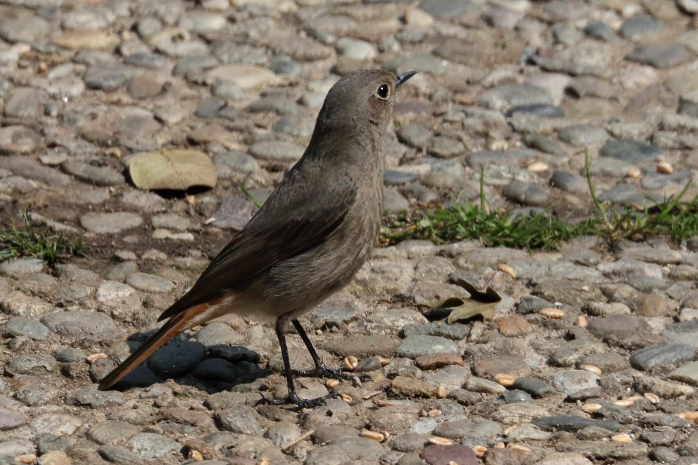 redstart
