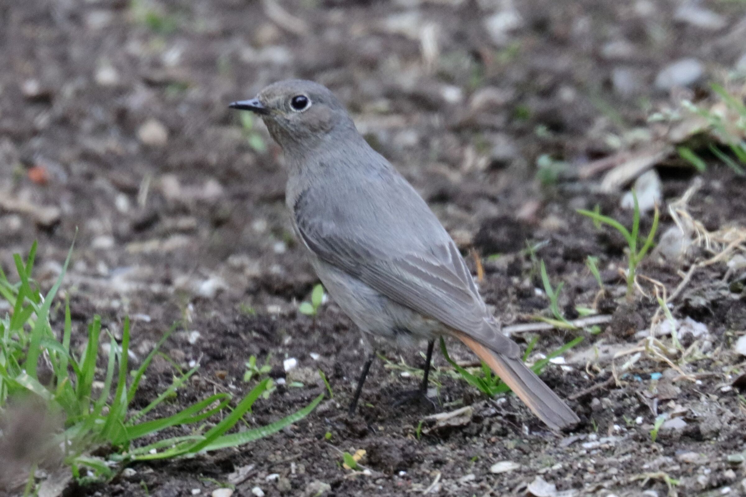 redstart