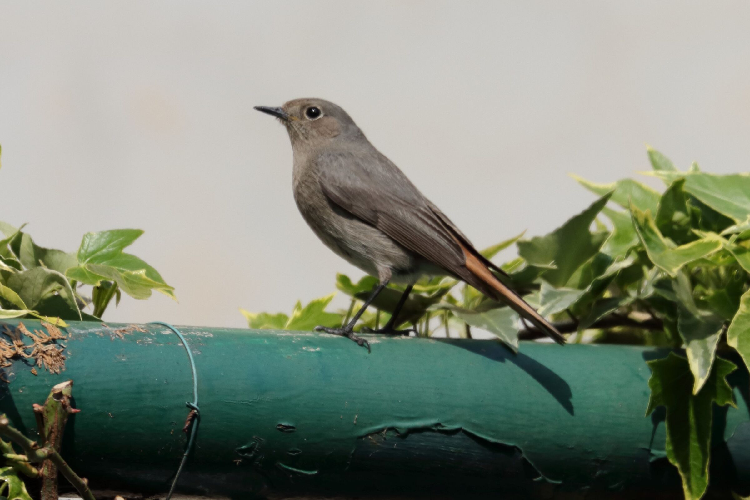 redstart