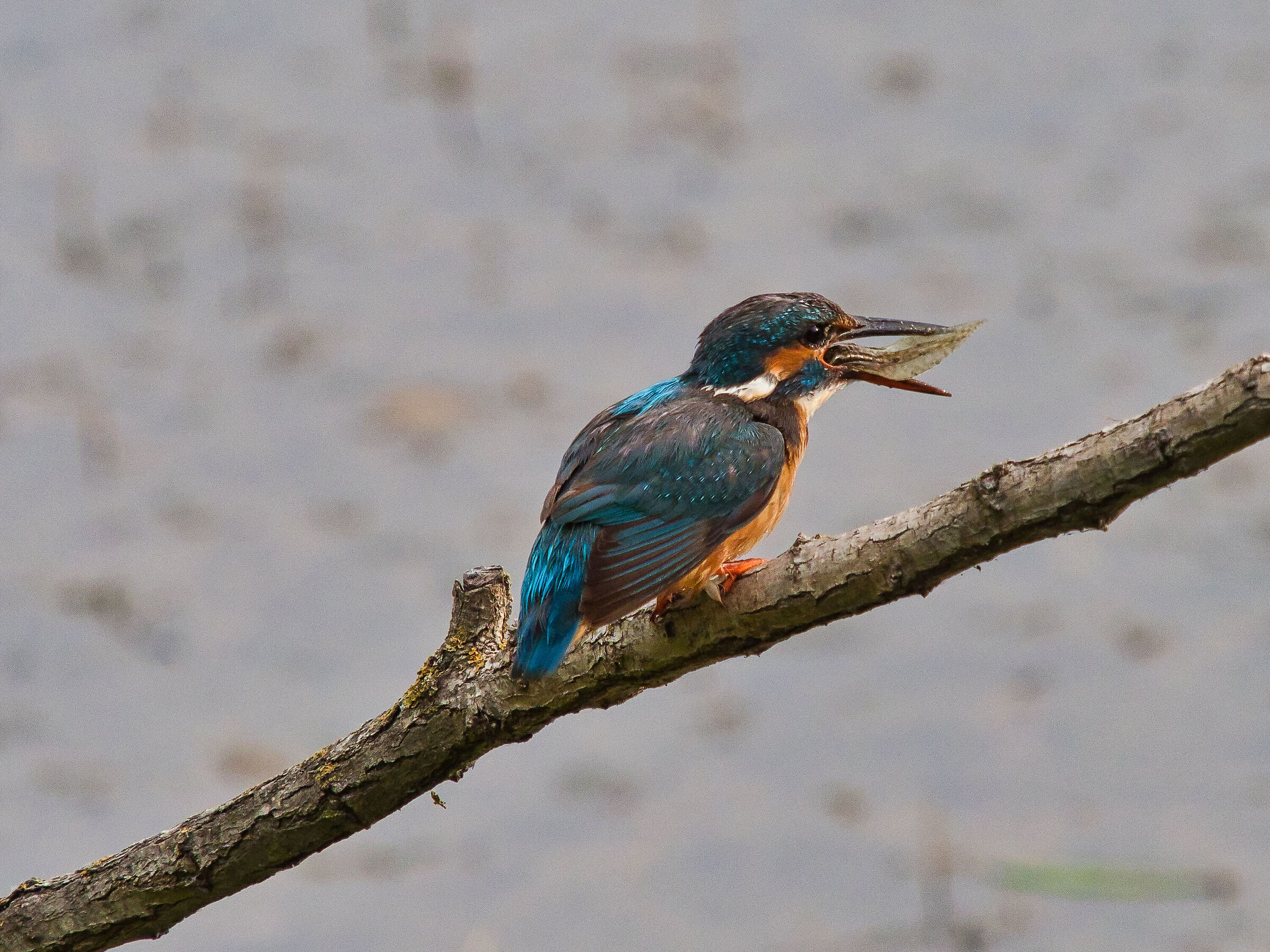 Kingfisher