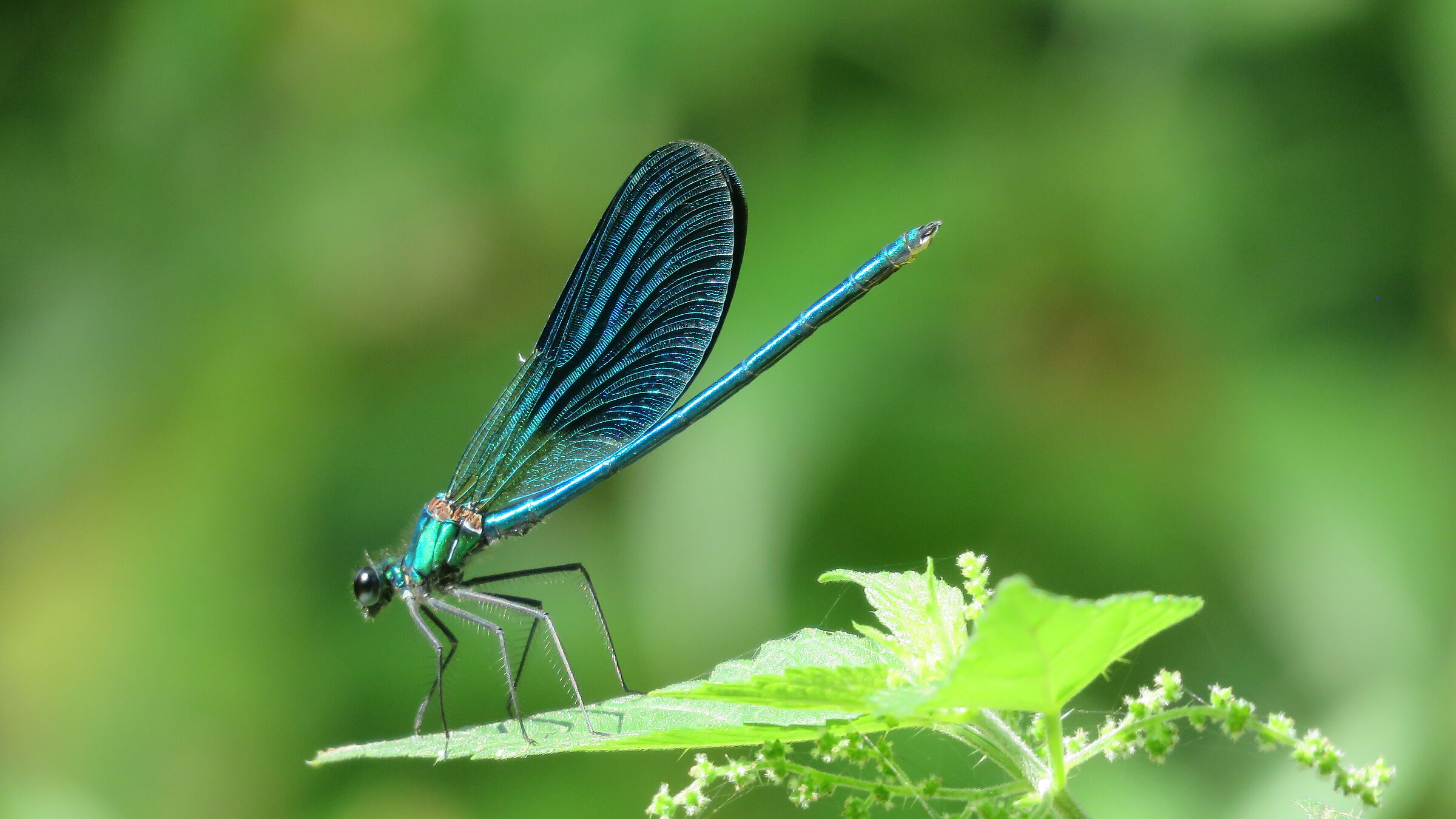 Splendente comune (Calopteryx splendens)