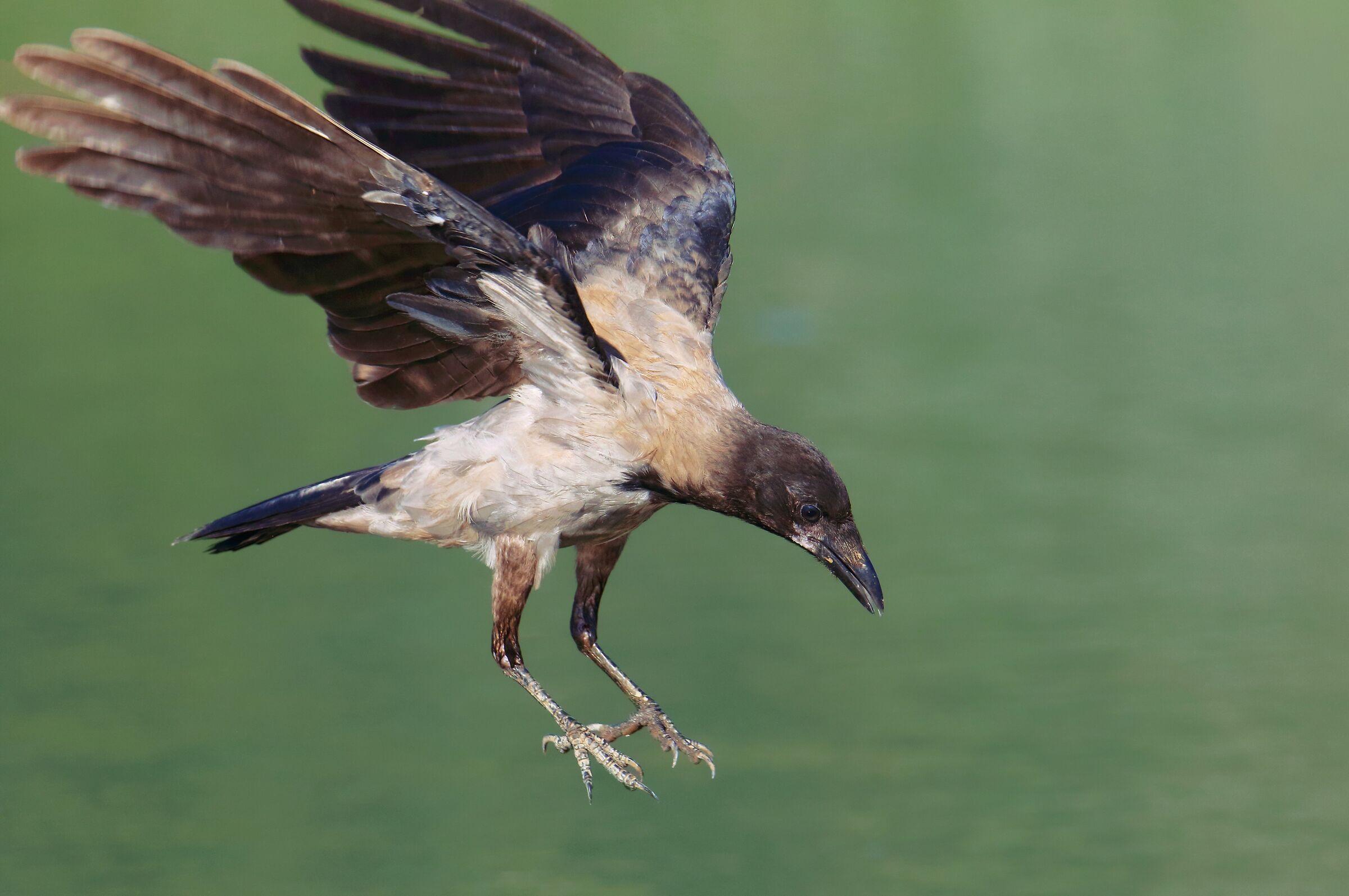 La cornacchia grigia