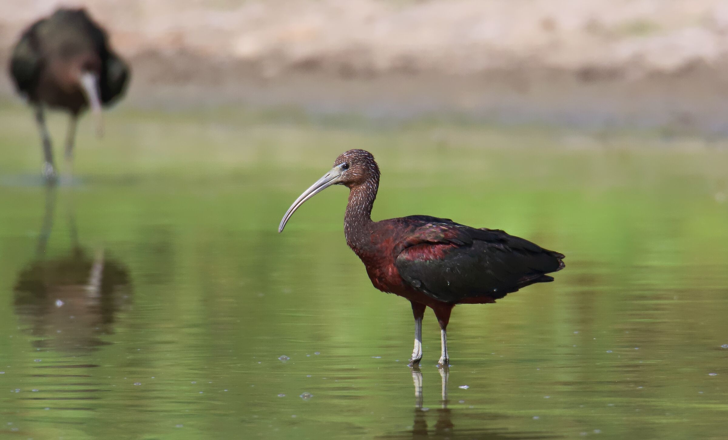 Plegadis falcinellus, il Mignattaio