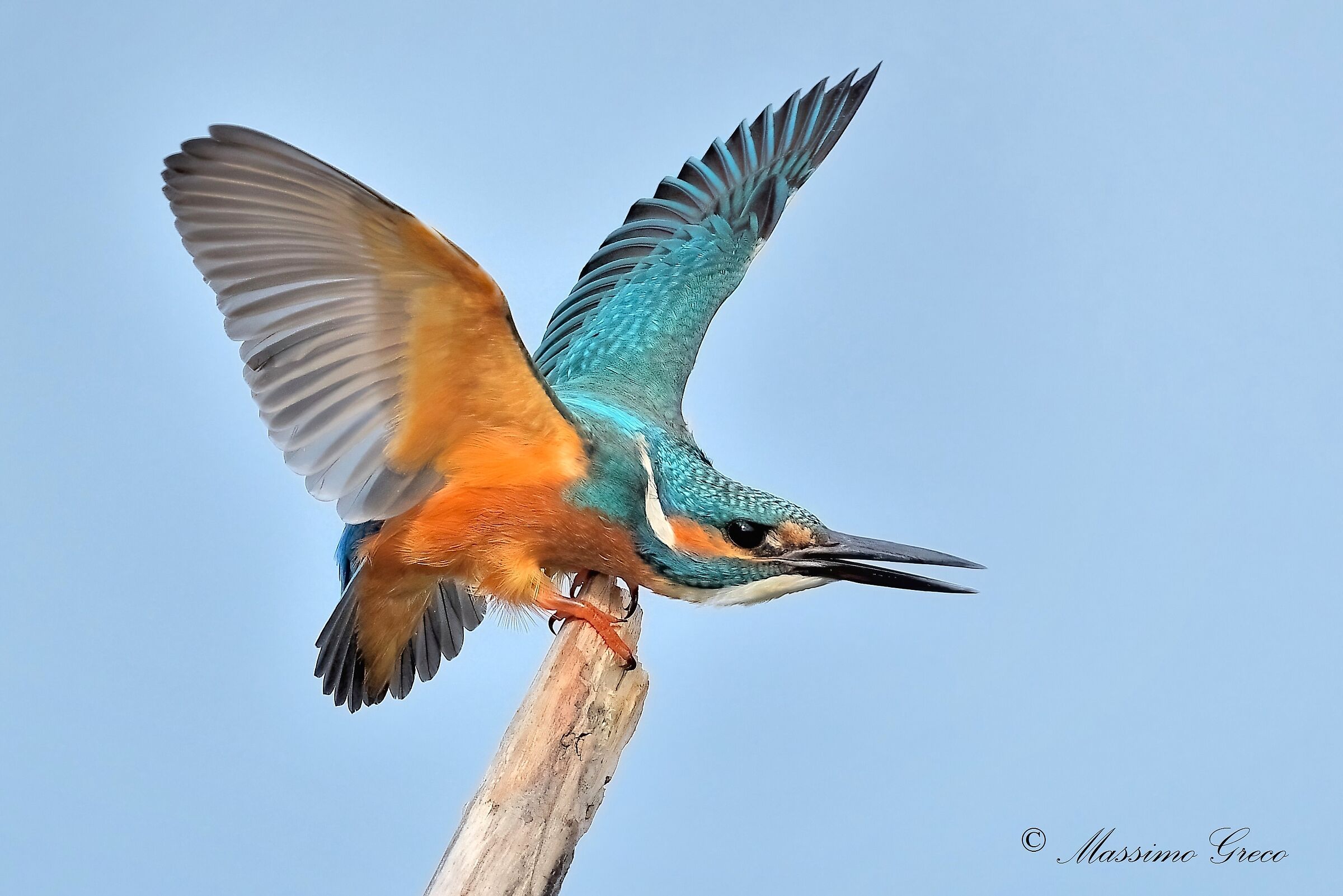 Don't make him angry - Kingfisher