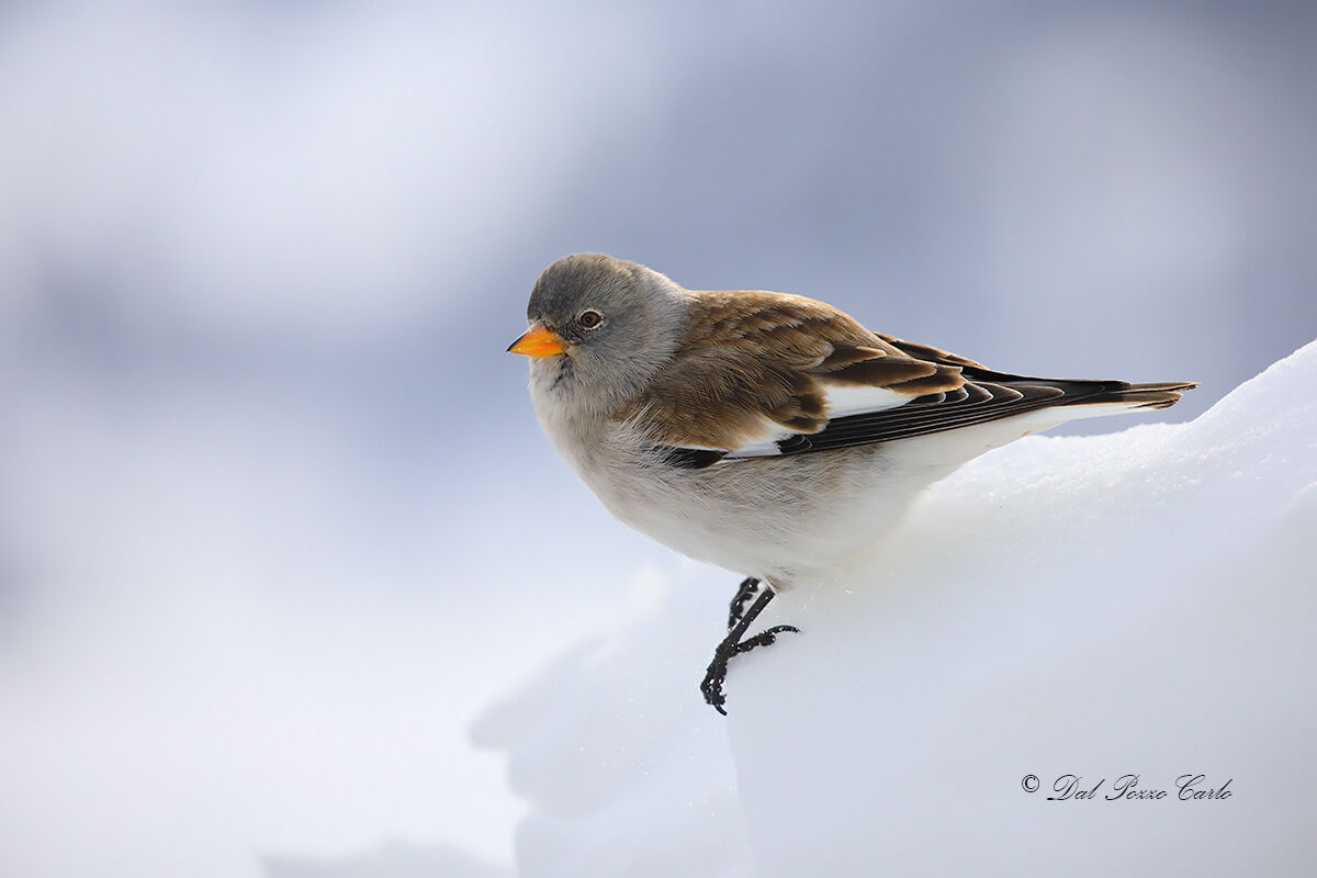 Alpine finch