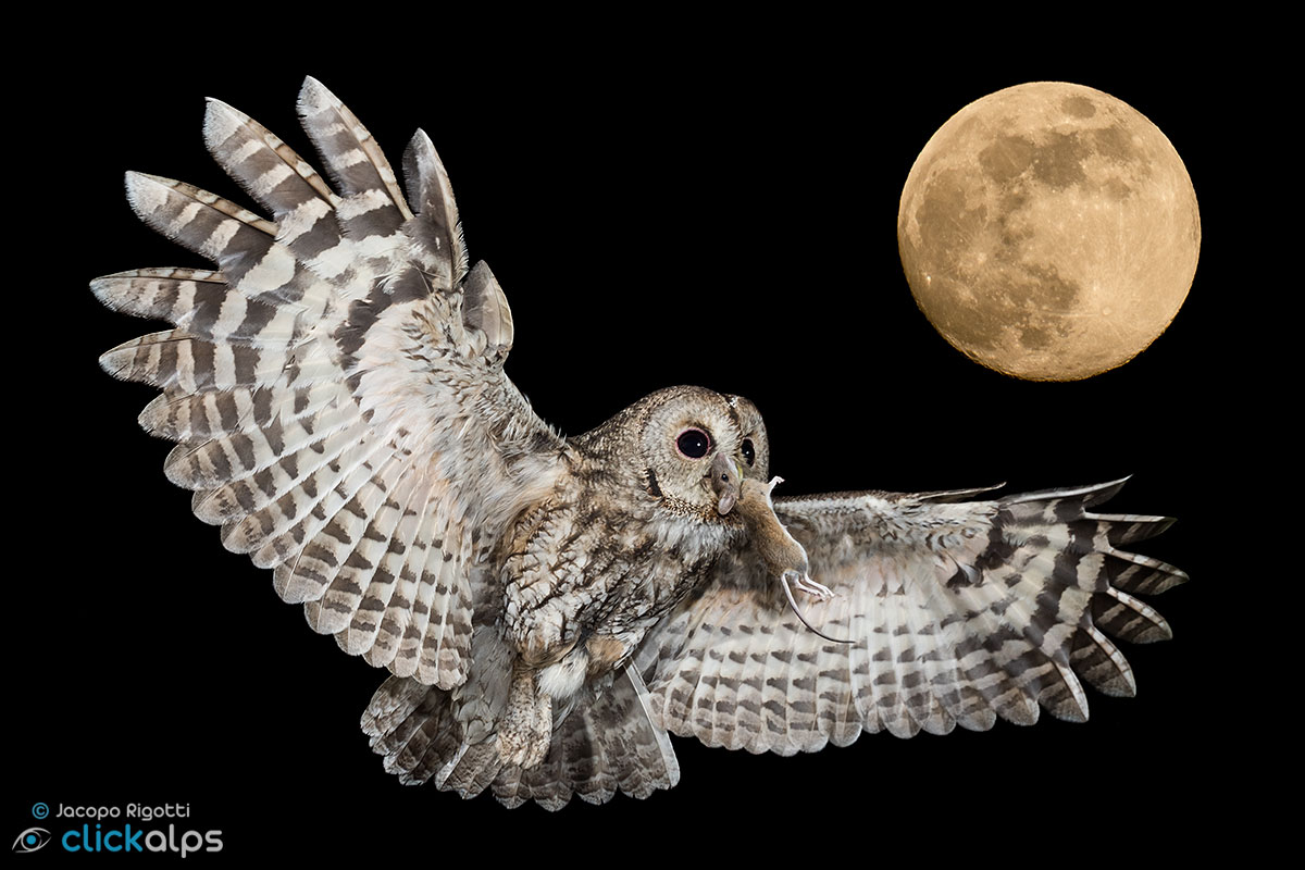 allocco e luna piena