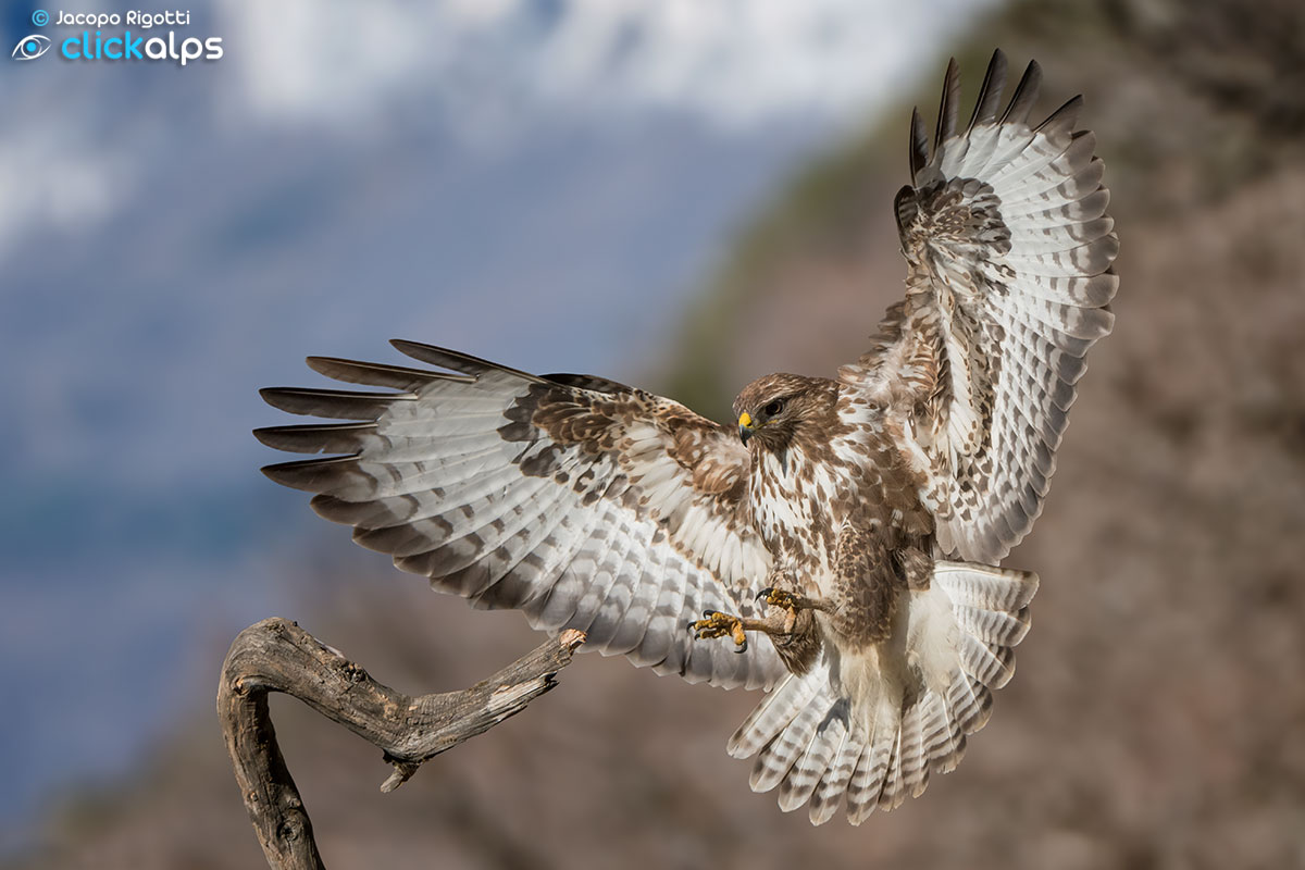 poiana in atterraggio