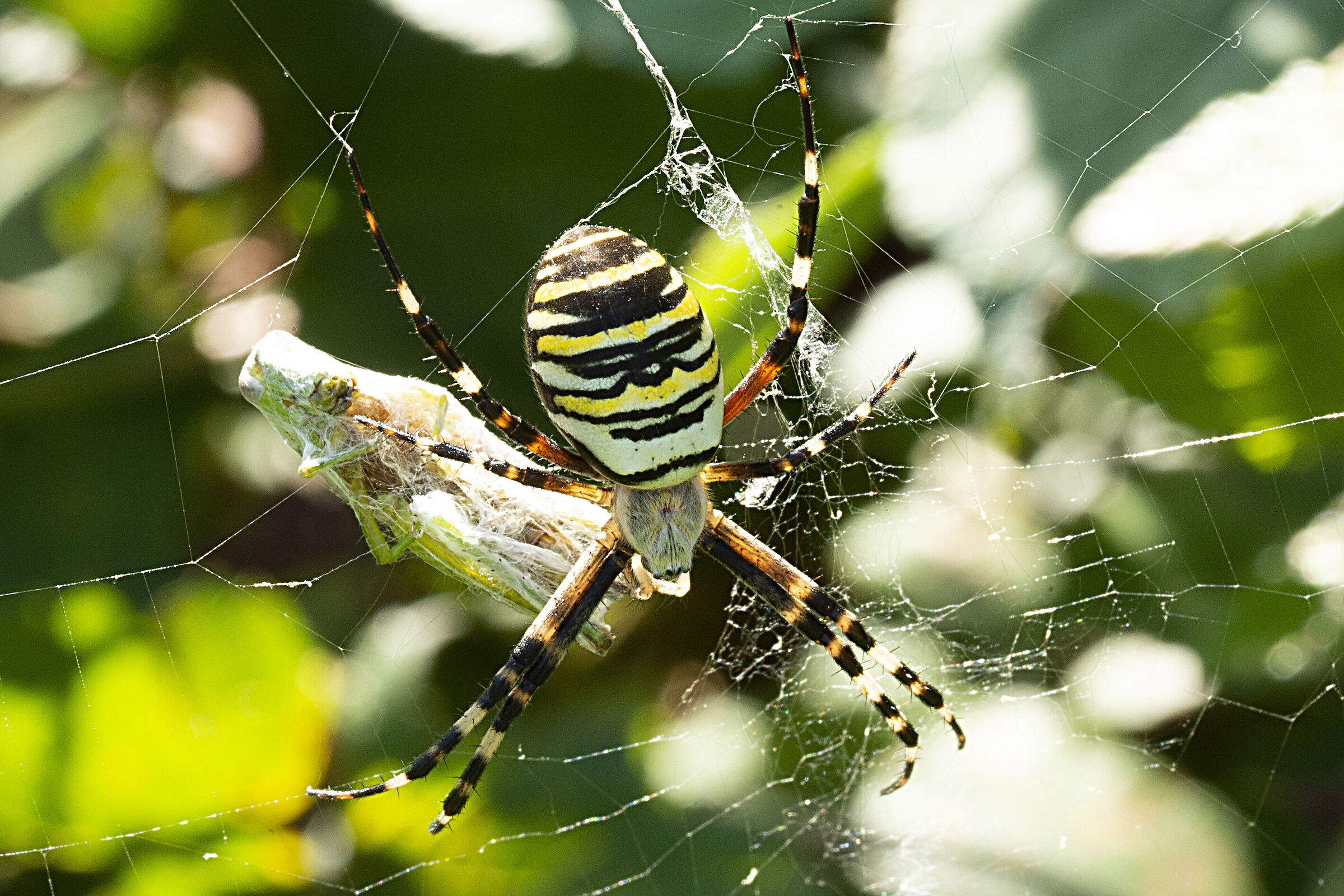 Wasp spider at the meal