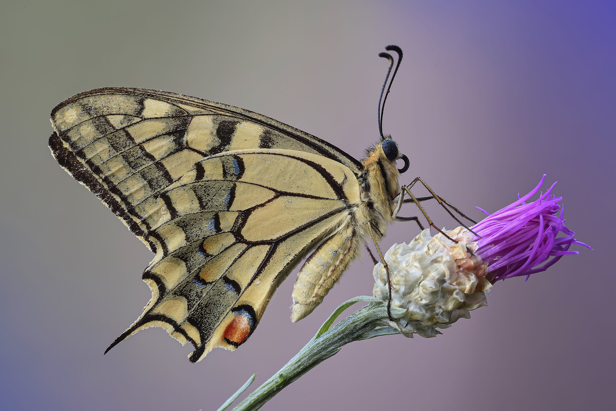 Papillon machaon